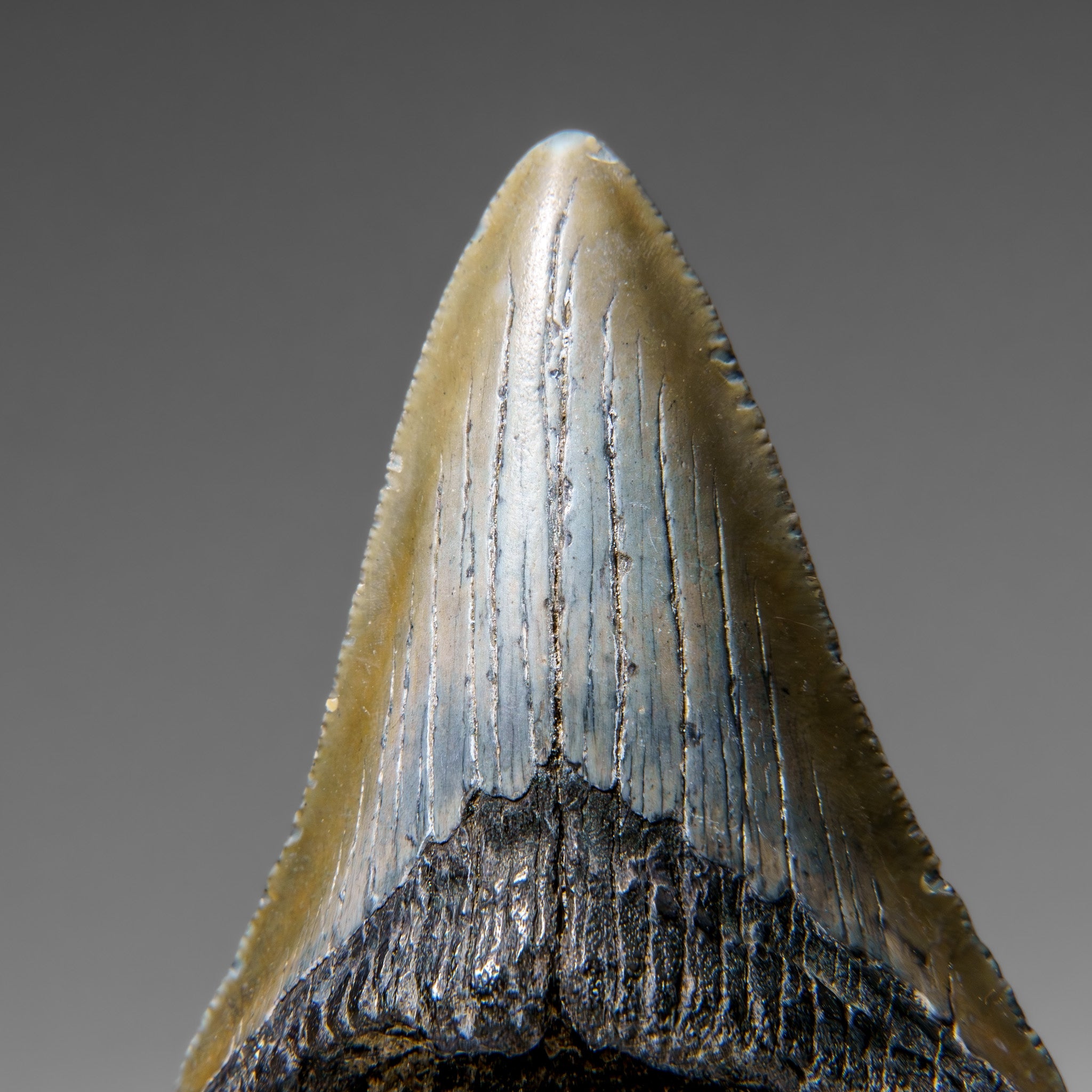 Genuine Megalodon Shark Tooth in Display Box (96.1 grams)