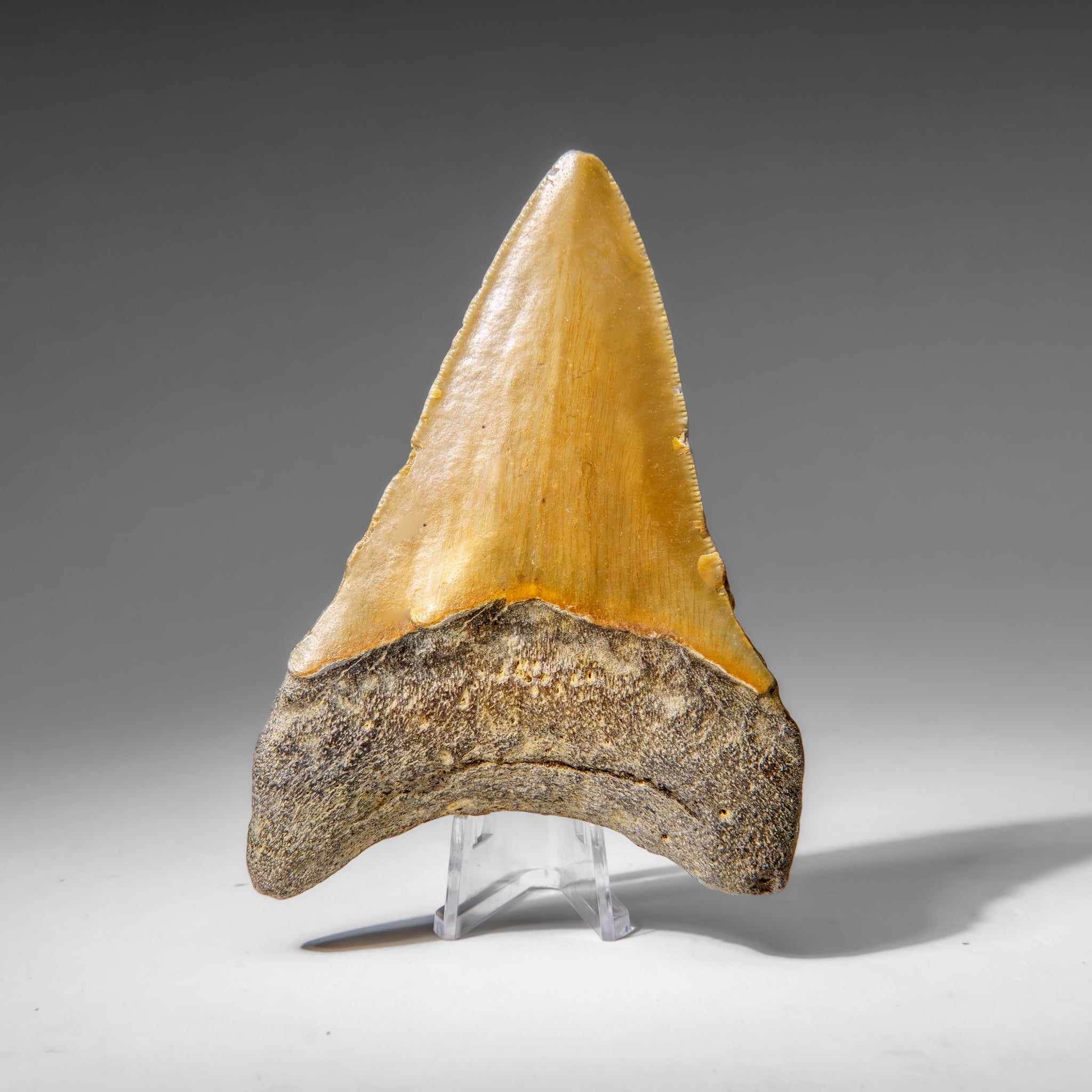 Genuine Megalodon Shark Tooth in Display Box (107.9 grams)