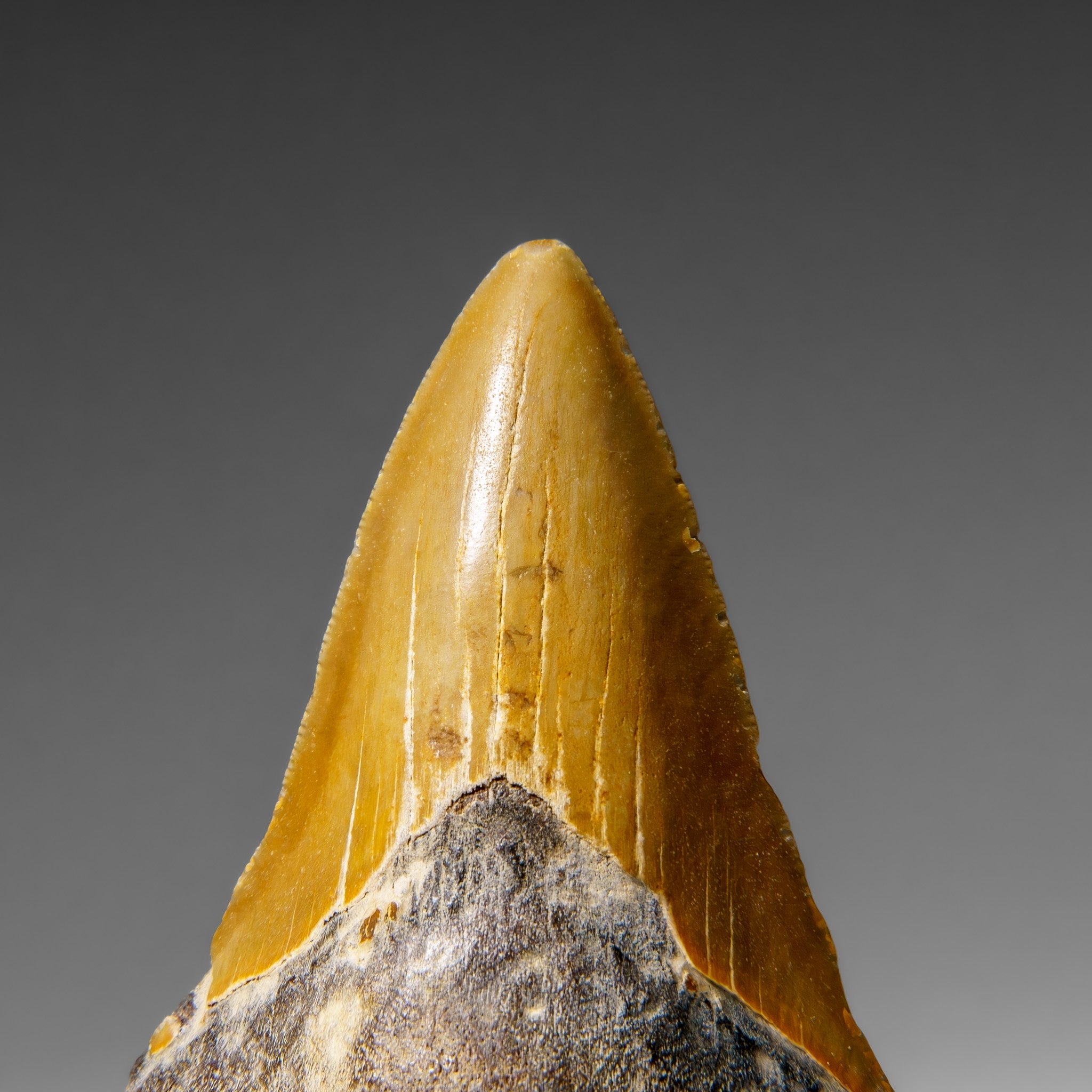 Genuine Megalodon Shark Tooth in Display Box (107.9 grams)