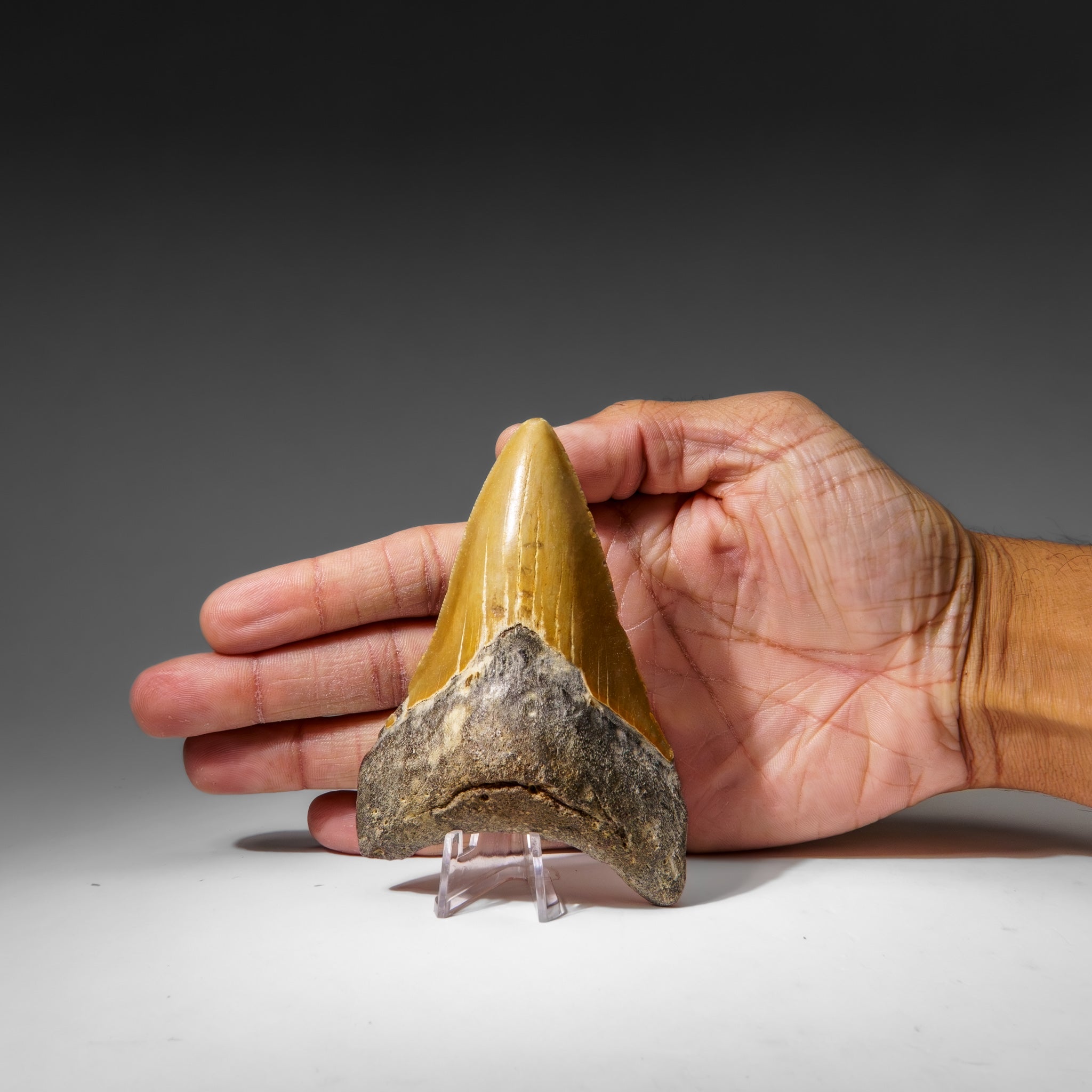 Genuine Megalodon Shark Tooth in Display Box (107.9 grams)