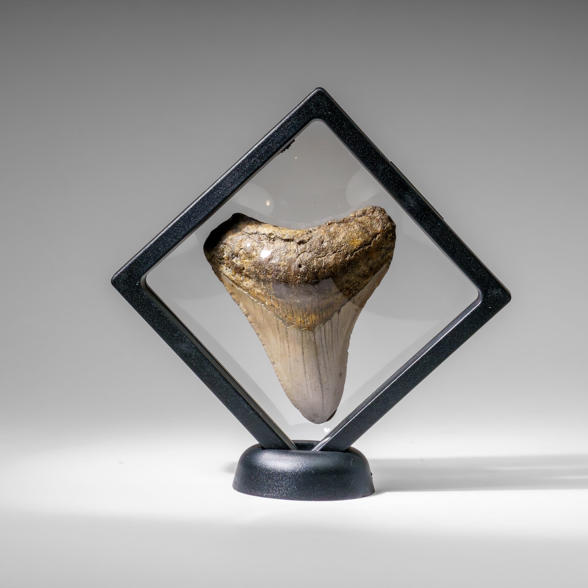 Genuine Megalodon Shark Tooth in Display Box (99.5 grams)