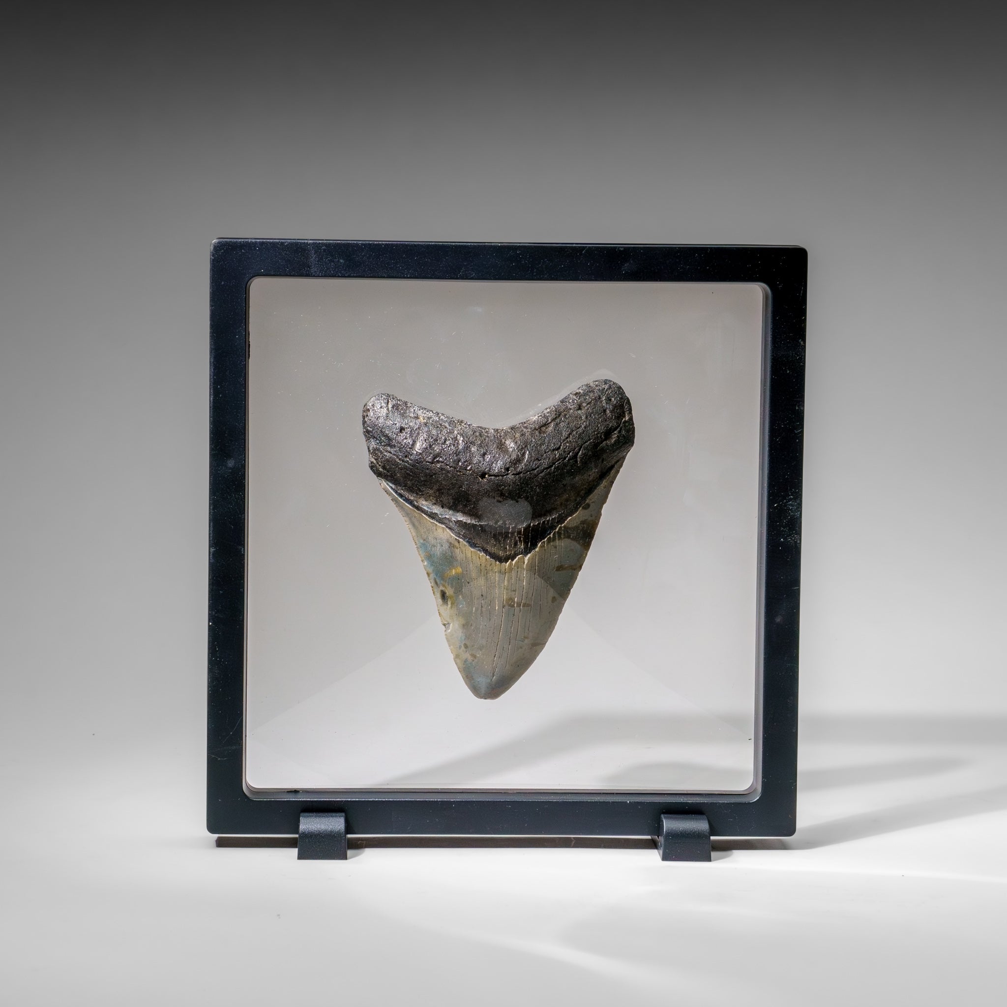Genuine Megalodon Shark Tooth in Display Box (136.2 grams)