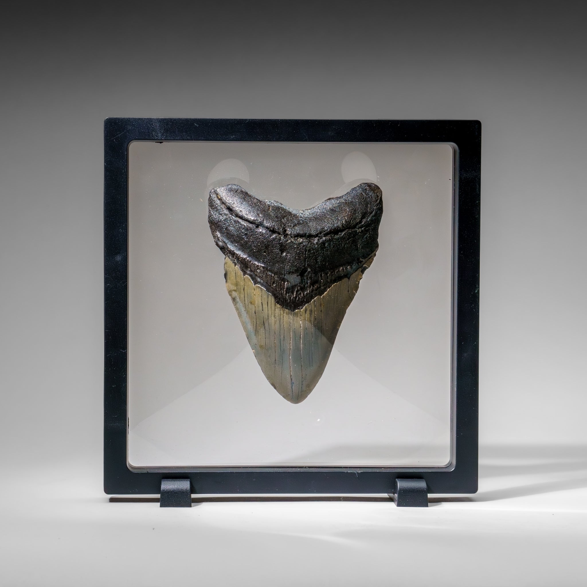 Genuine Megalodon Shark Tooth in Display Box (173.7 grams)