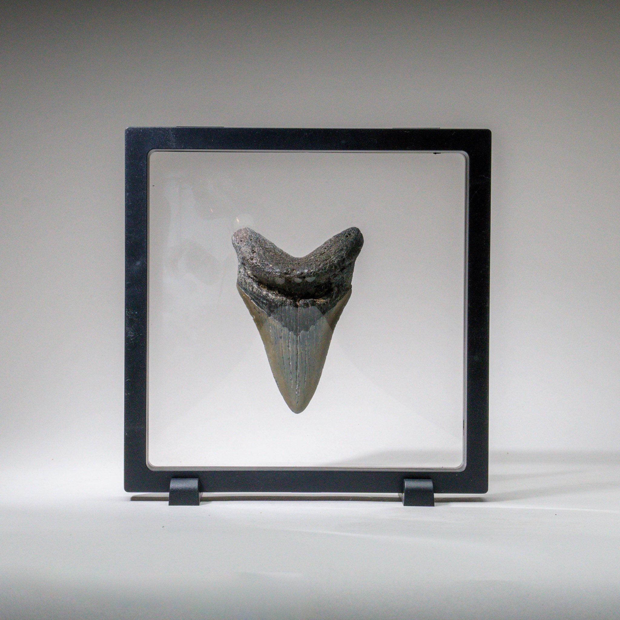 Genuine Megalodon Shark Tooth in Display Box (96.1 grams)