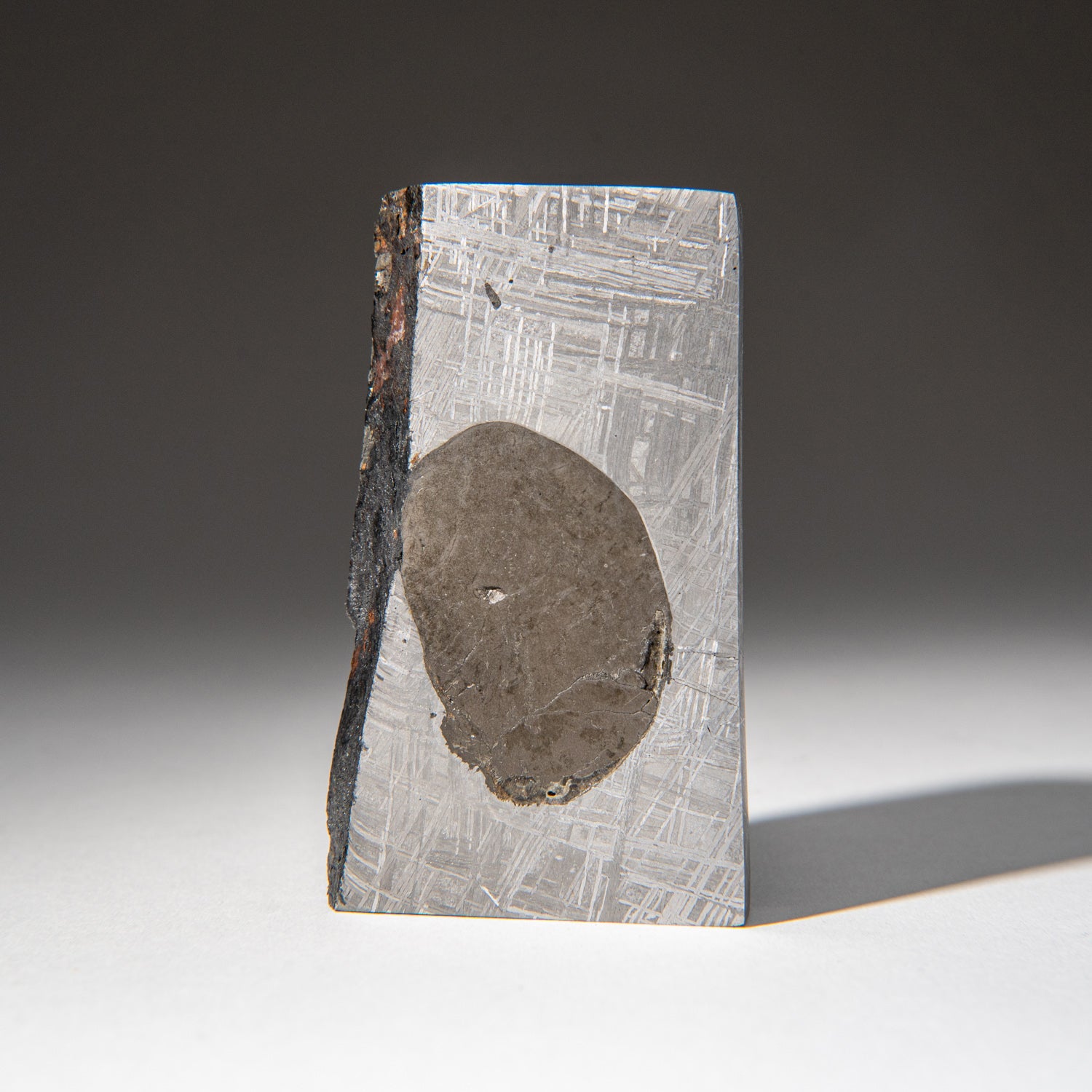 Genuine Muonionalusta Meteorite Slice (303.7 grams)