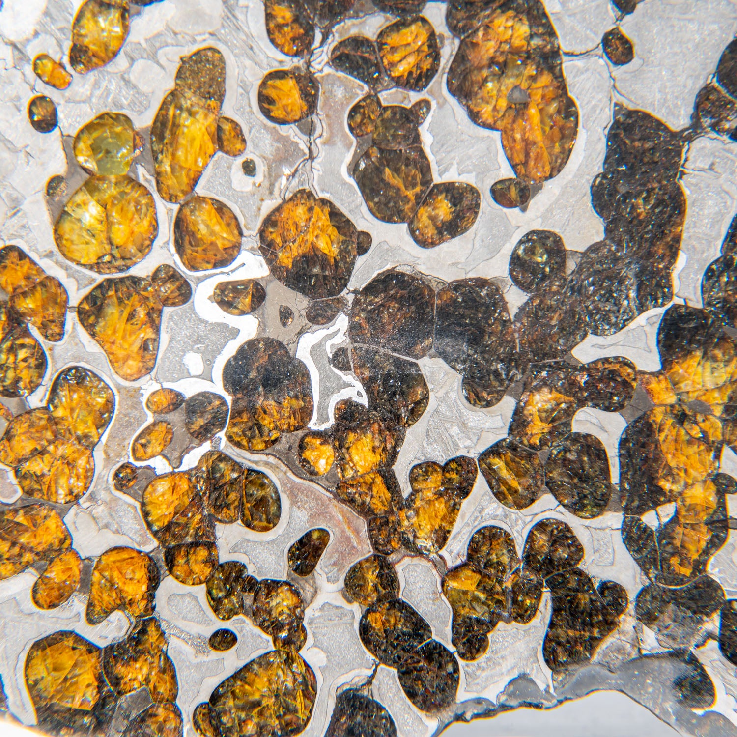 Genuine Brenham Pallasite Meteorite Slab (211.7 grams)