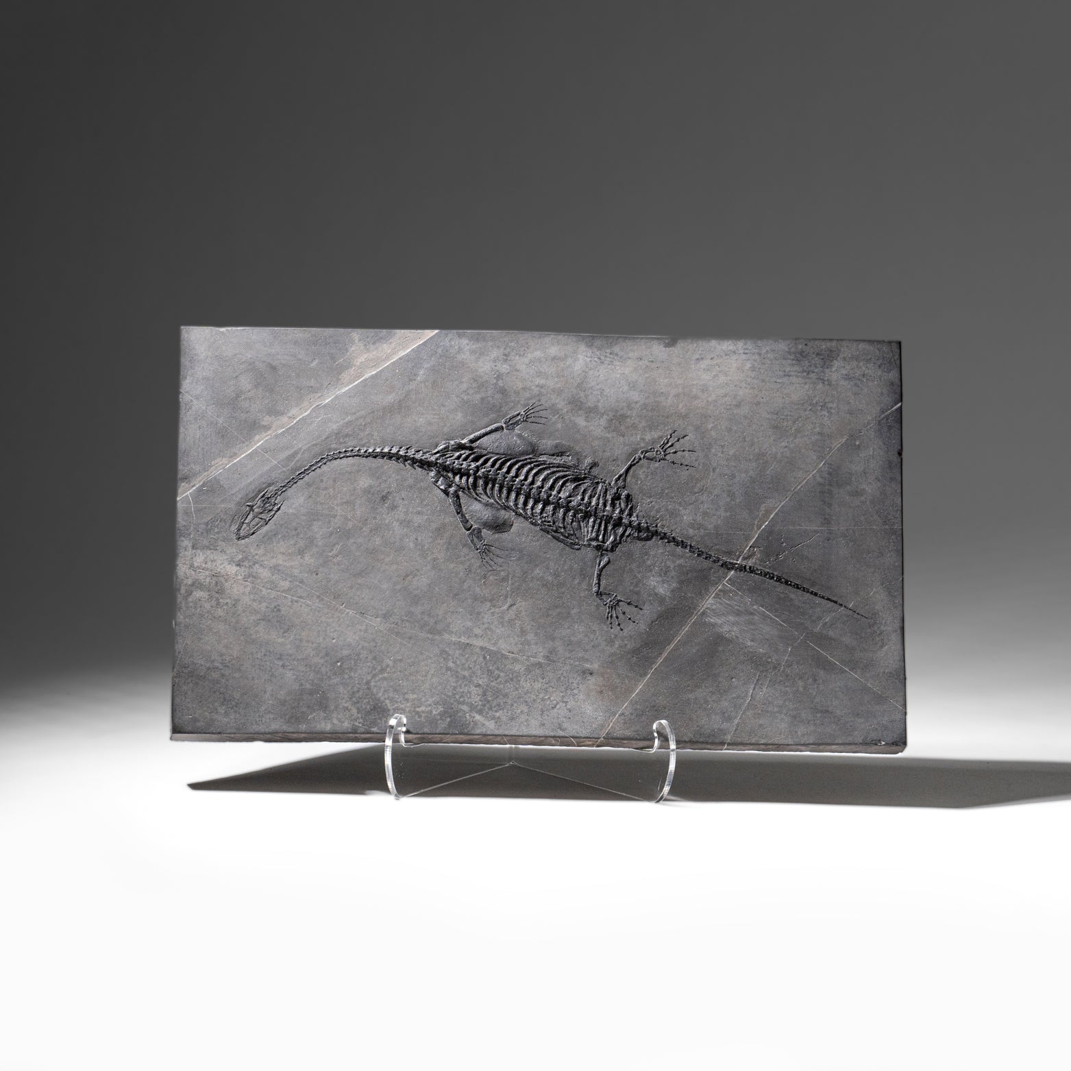 Genuine Fossilized Keichousaurus in Matrix (4 lbs)