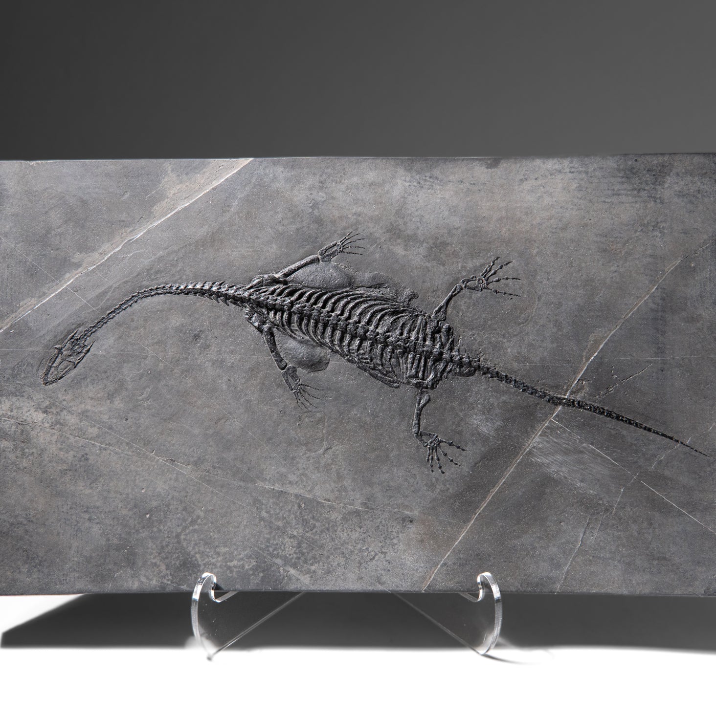 Genuine Fossilized Keichousaurus in Matrix (4 lbs)