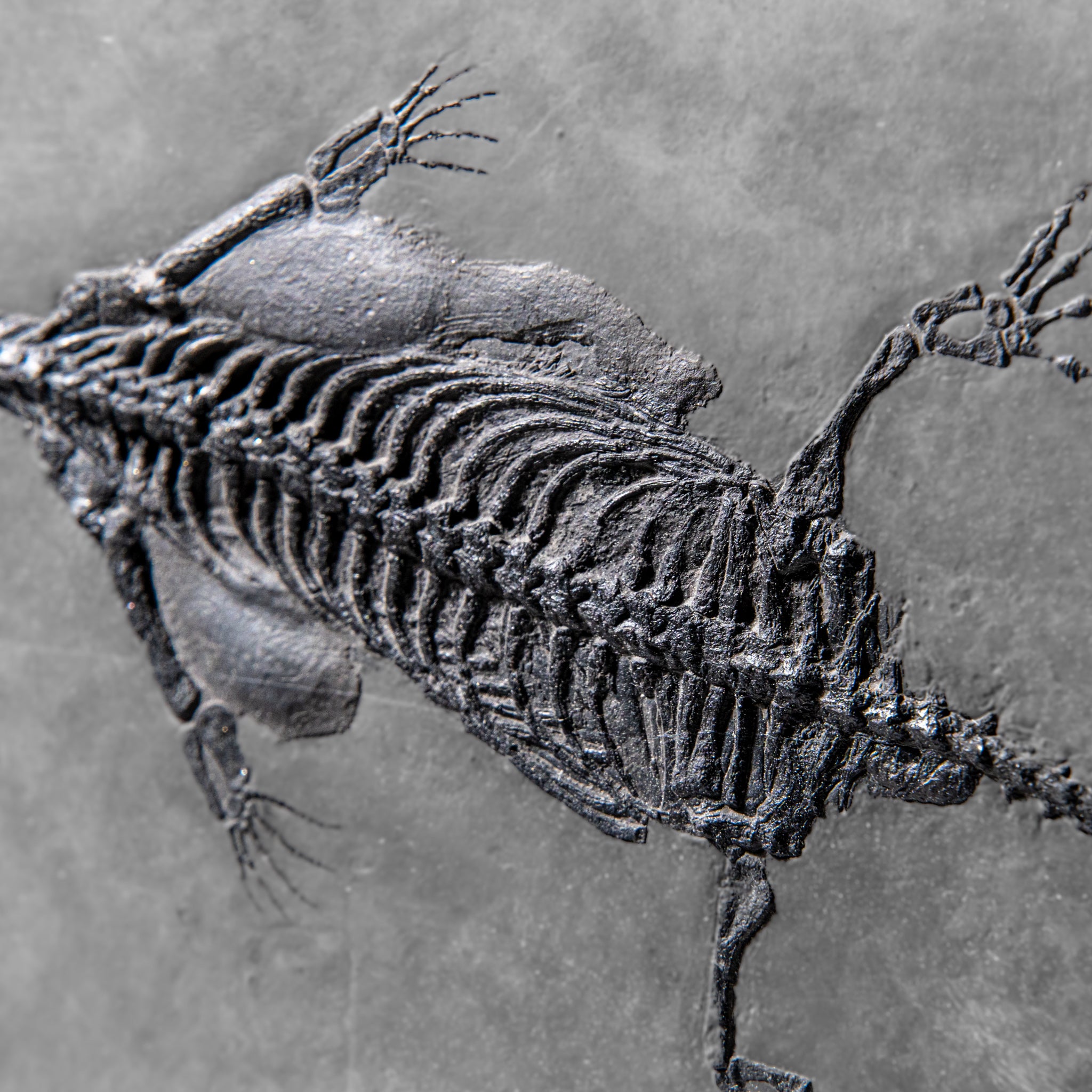 Genuine Fossilized Keichousaurus in Matrix (4 lbs)