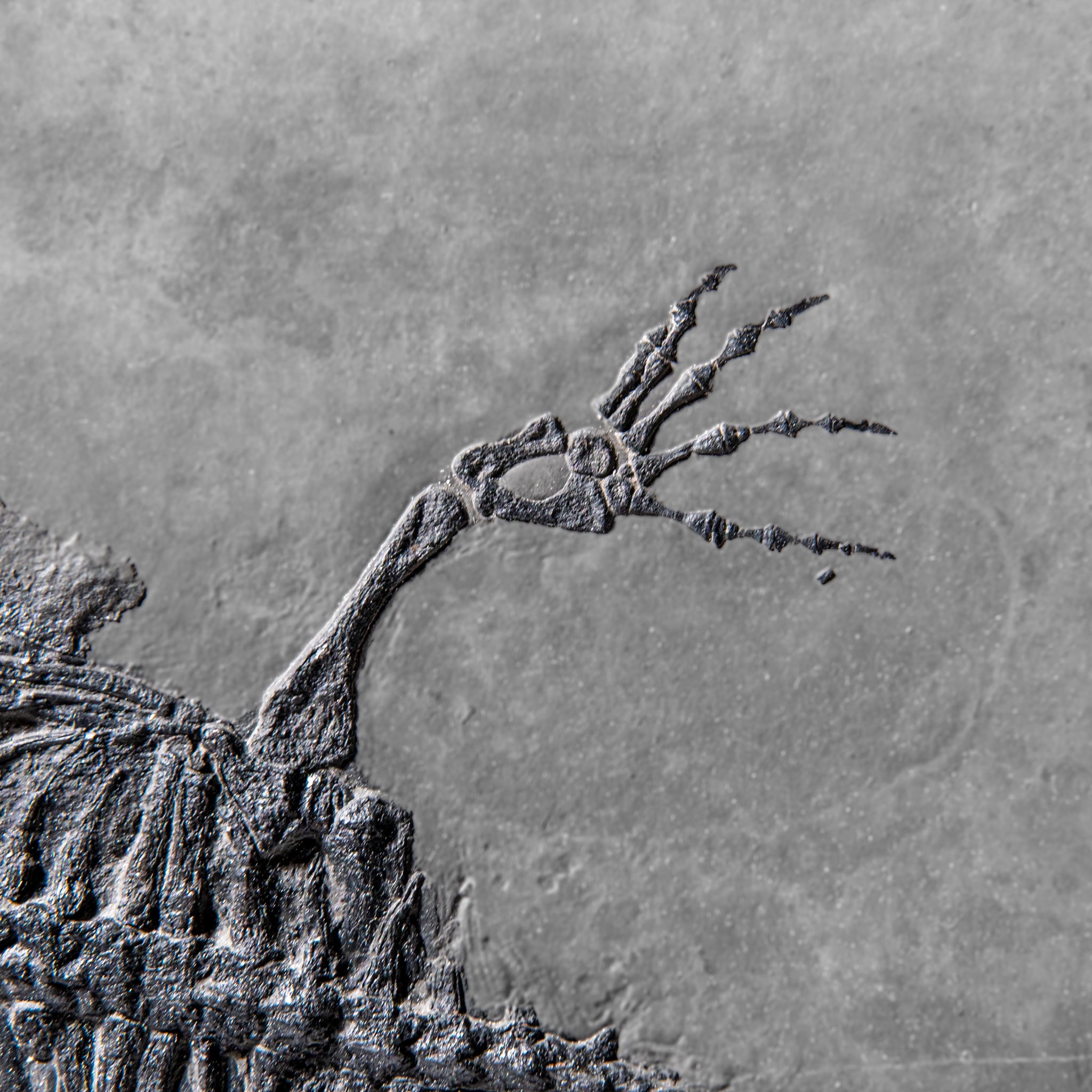 Genuine Fossilized Keichousaurus in Matrix (4 lbs)