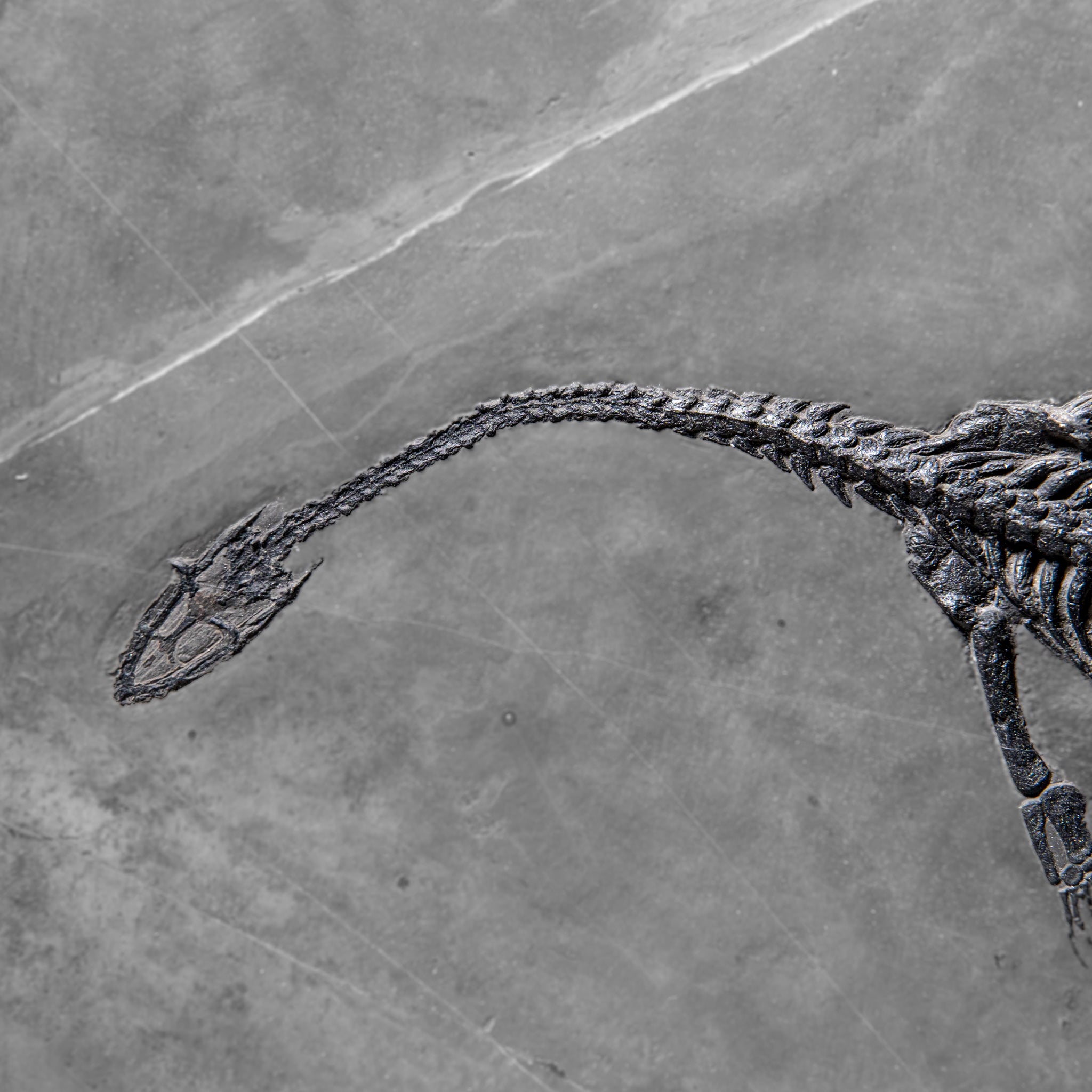 Genuine Fossilized Keichousaurus in Matrix (4 lbs)