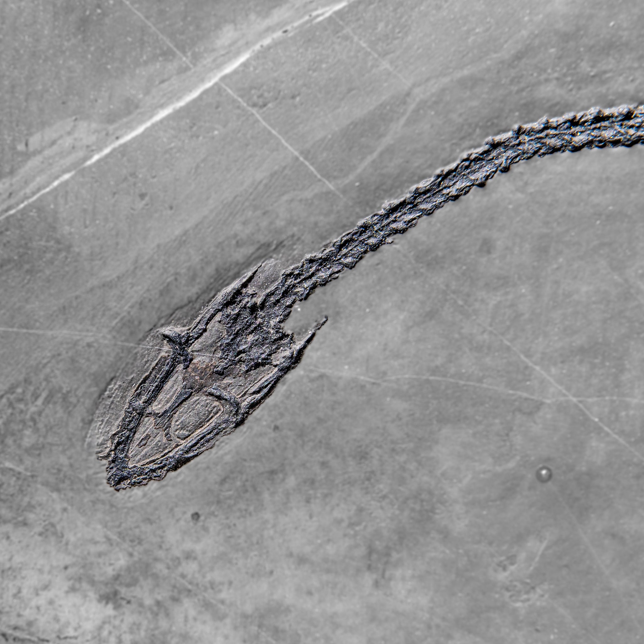 Genuine Fossilized Keichousaurus in Matrix (4 lbs)