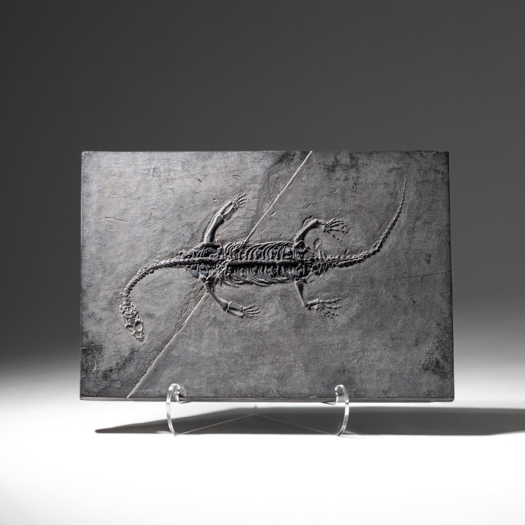 Genuine Fossilized Keichousaurus in Matrix (2.5 lbs)