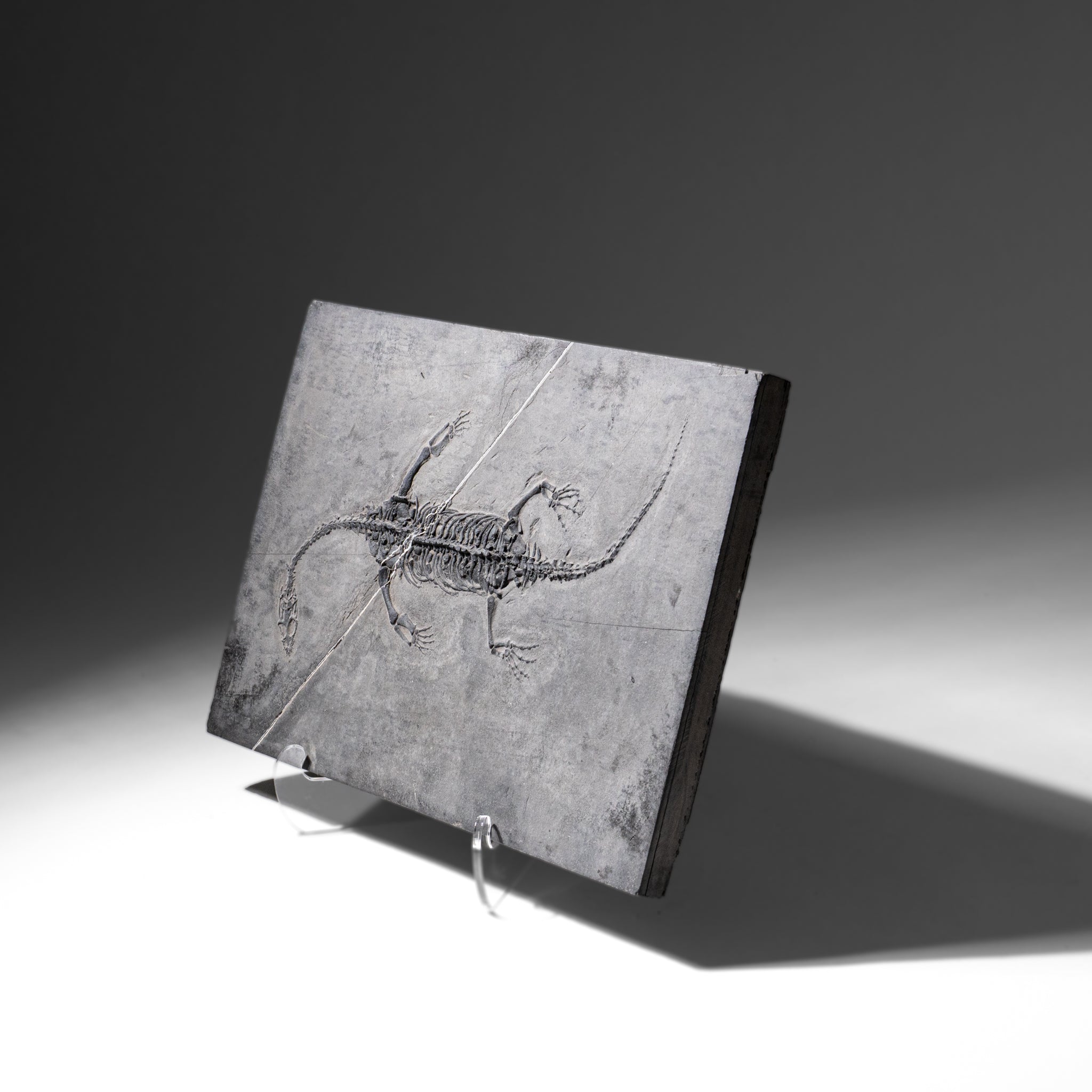 Genuine Fossilized Keichousaurus in Matrix (2.5 lbs)