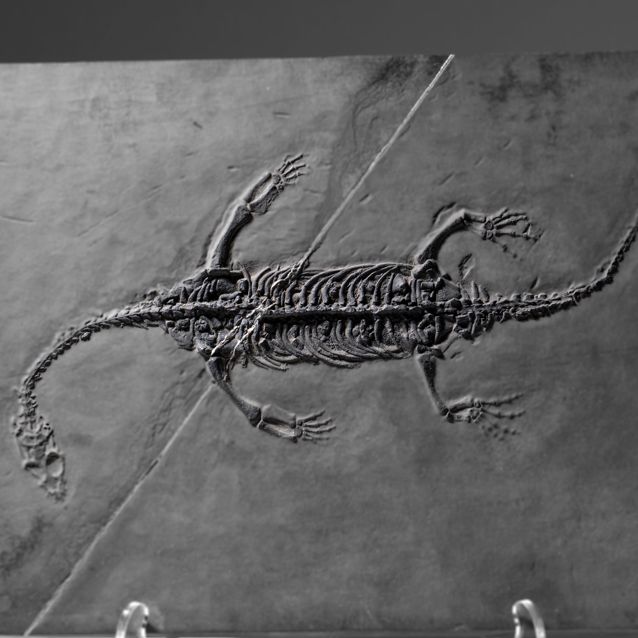 Genuine Fossilized Keichousaurus in Matrix (2.5 lbs)