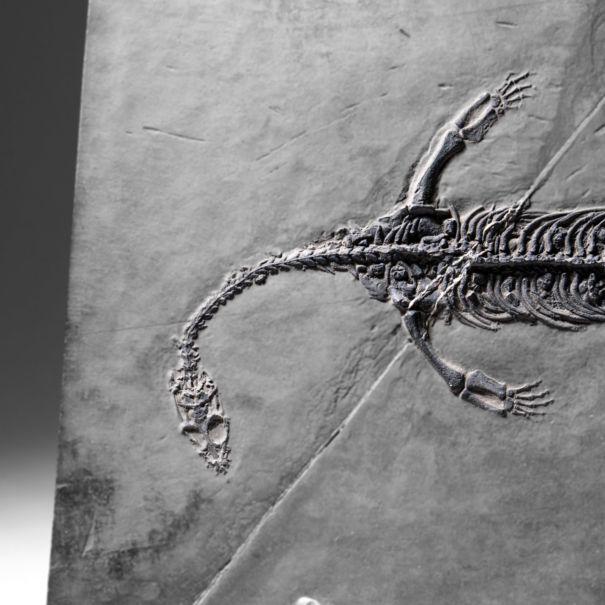 Genuine Fossilized Keichousaurus in Matrix (2.5 lbs)