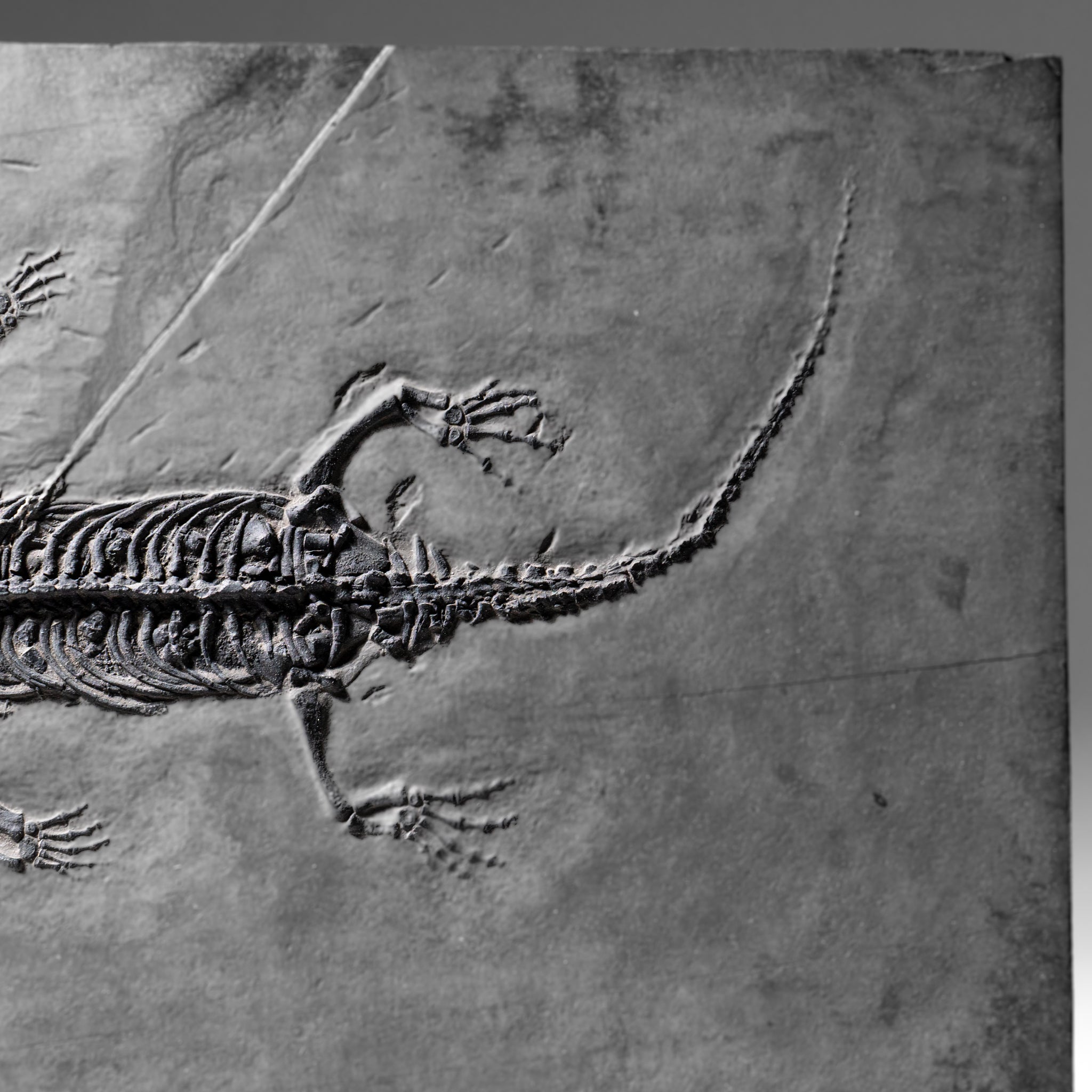 Genuine Fossilized Keichousaurus in Matrix (2.5 lbs)