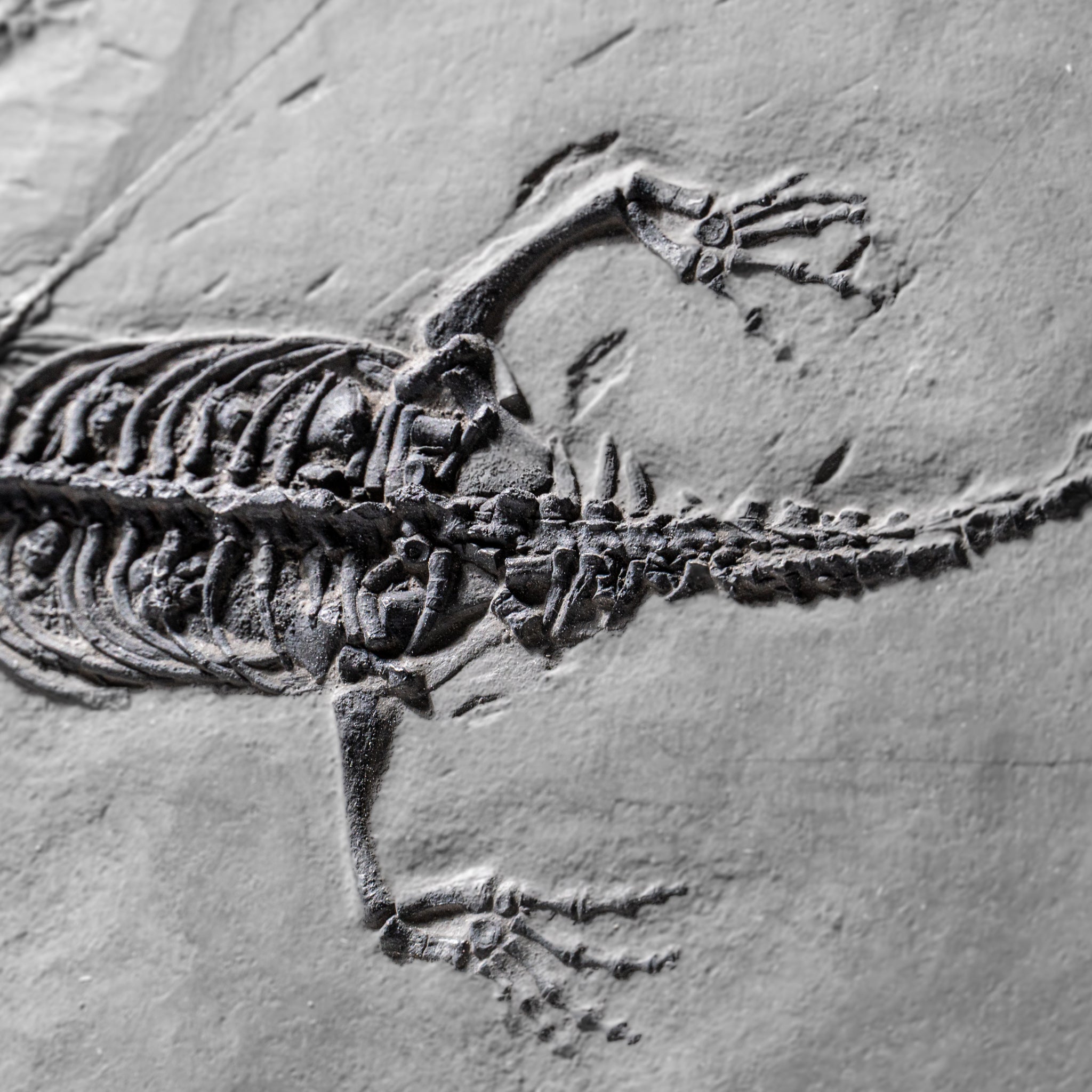 Genuine Fossilized Keichousaurus in Matrix (2.5 lbs)