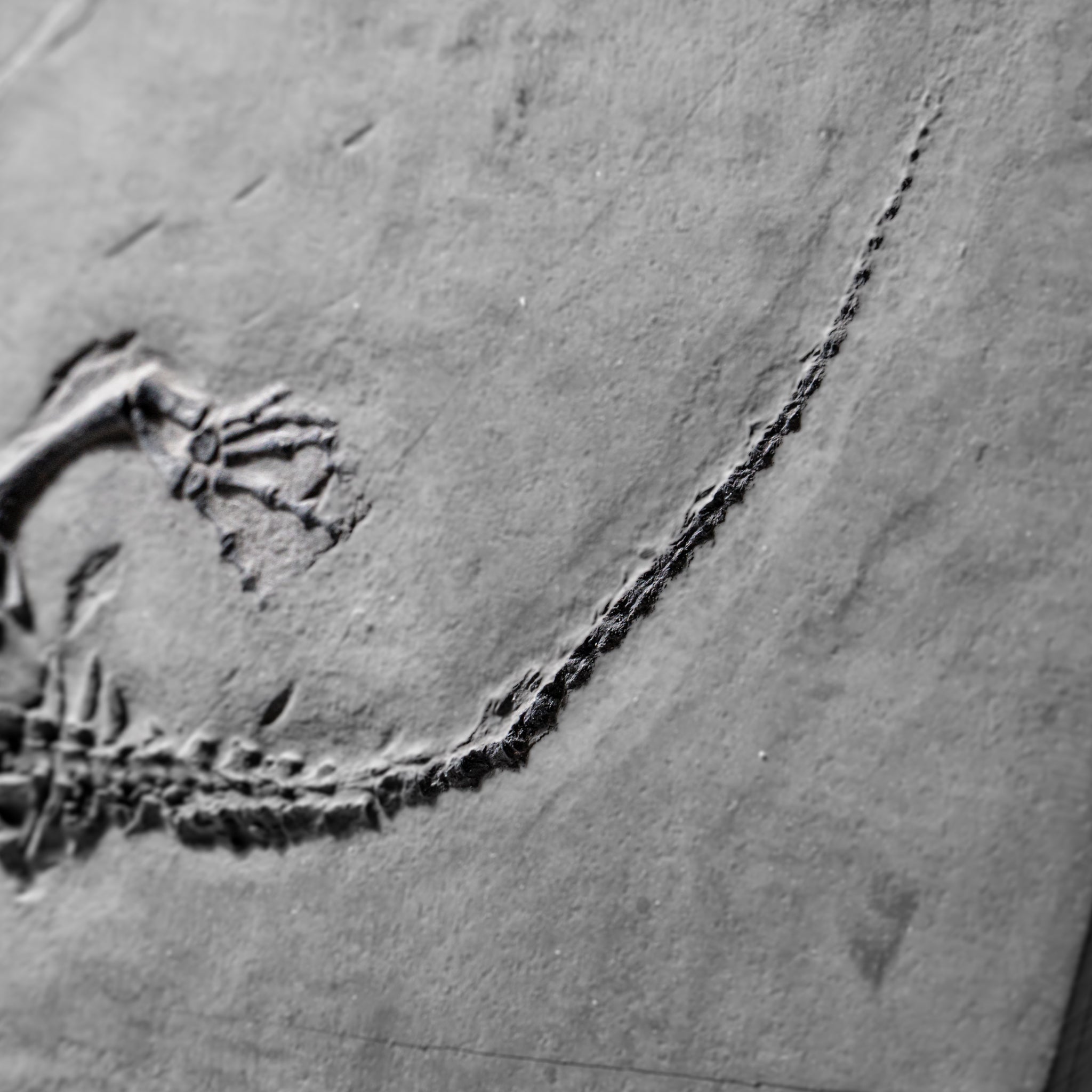 Genuine Fossilized Keichousaurus in Matrix (2.5 lbs)