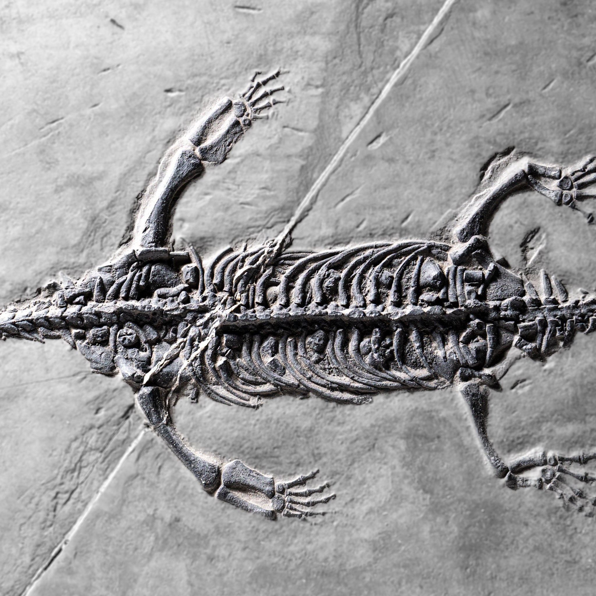 Genuine Fossilized Keichousaurus in Matrix (2.5 lbs)