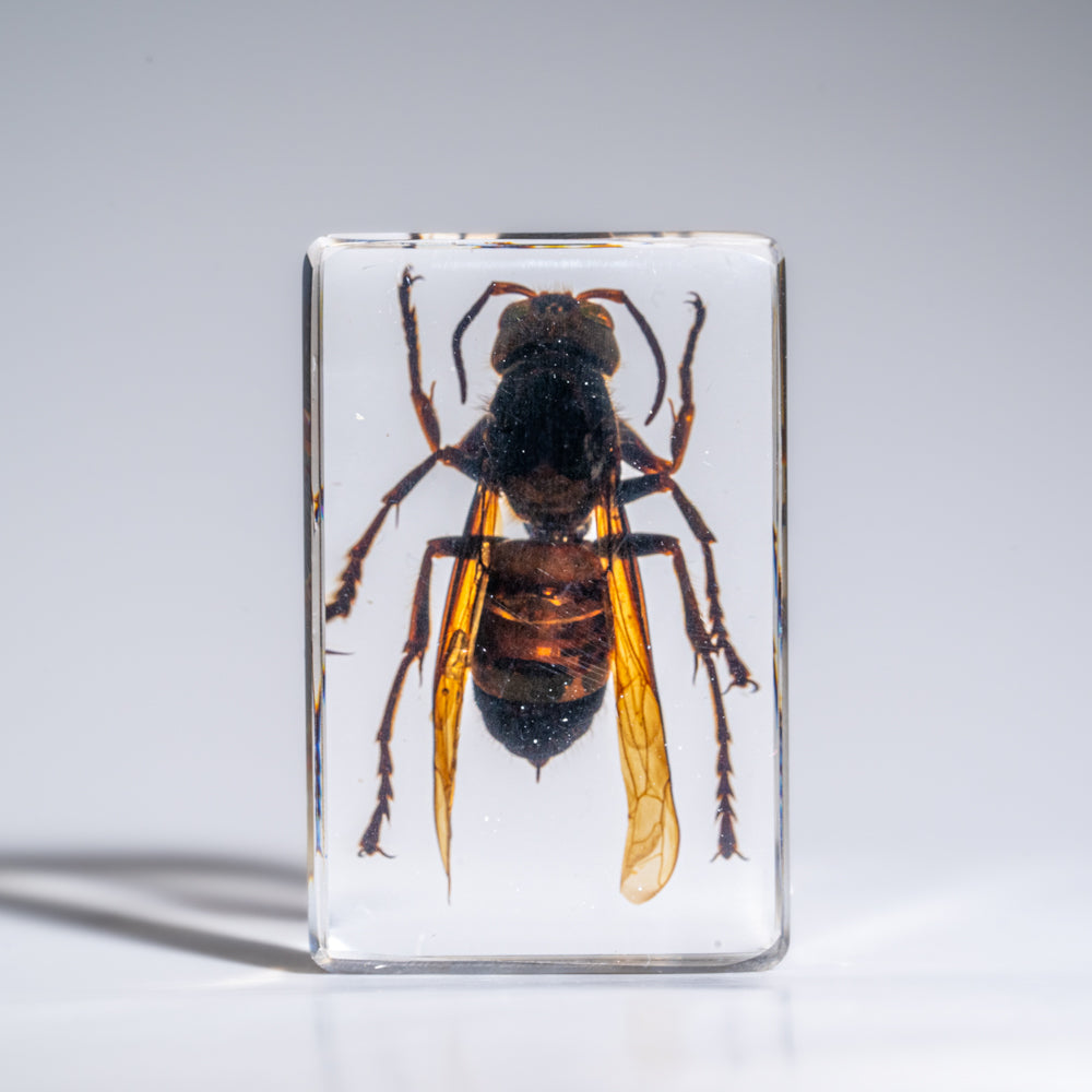 Genuine Single Cicada in Lucite