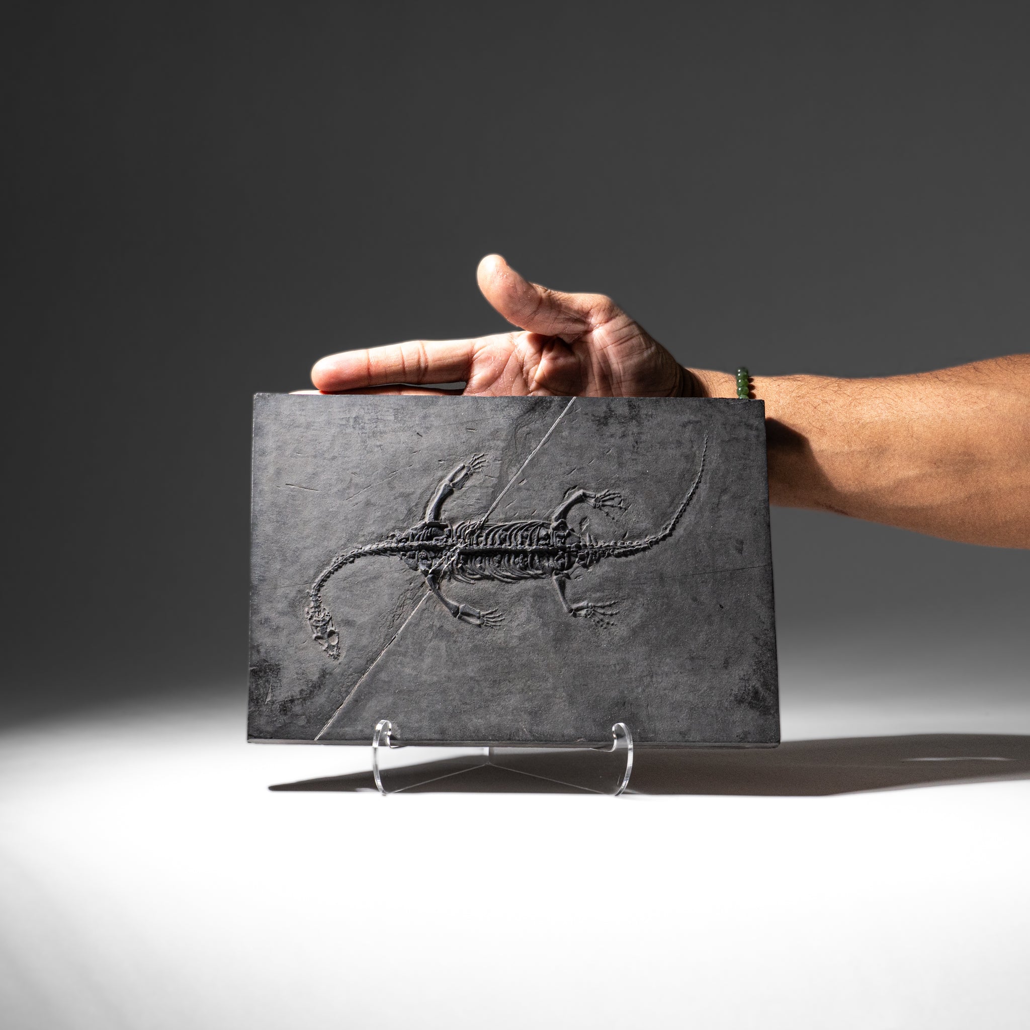 Genuine Fossilized Keichousaurus in Matrix (2.5 lbs)