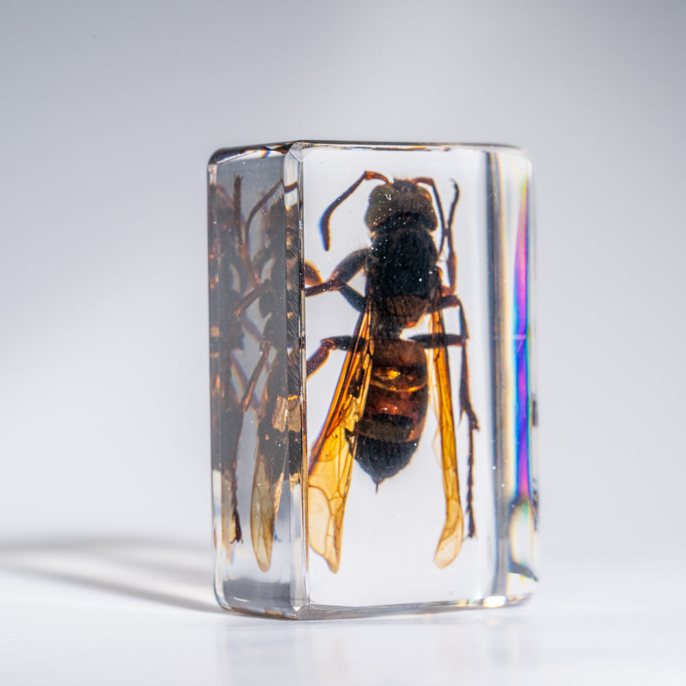 Genuine Single Cicada in Lucite