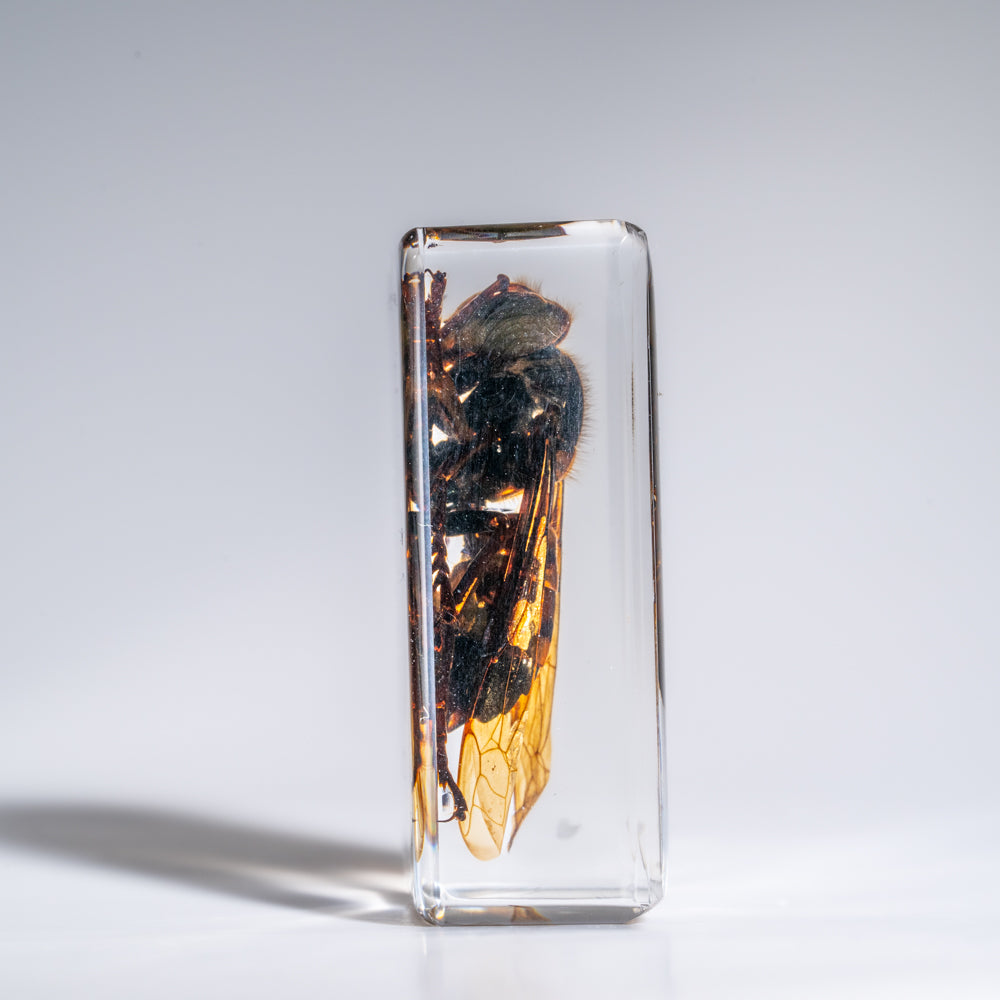 Genuine Single Cicada in Lucite