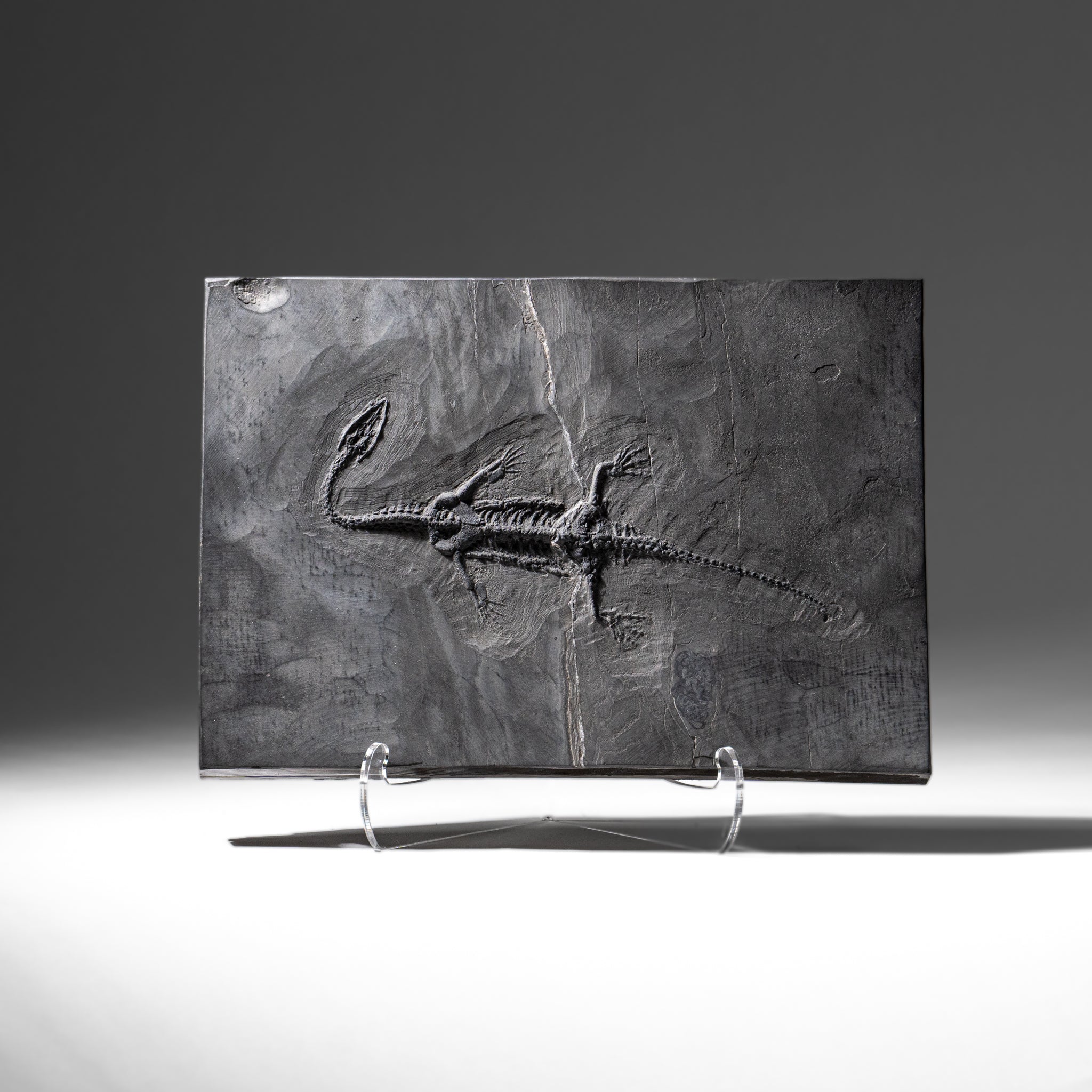 Genuine Fossilized Keichousaurus in Matrix (4 lbs)