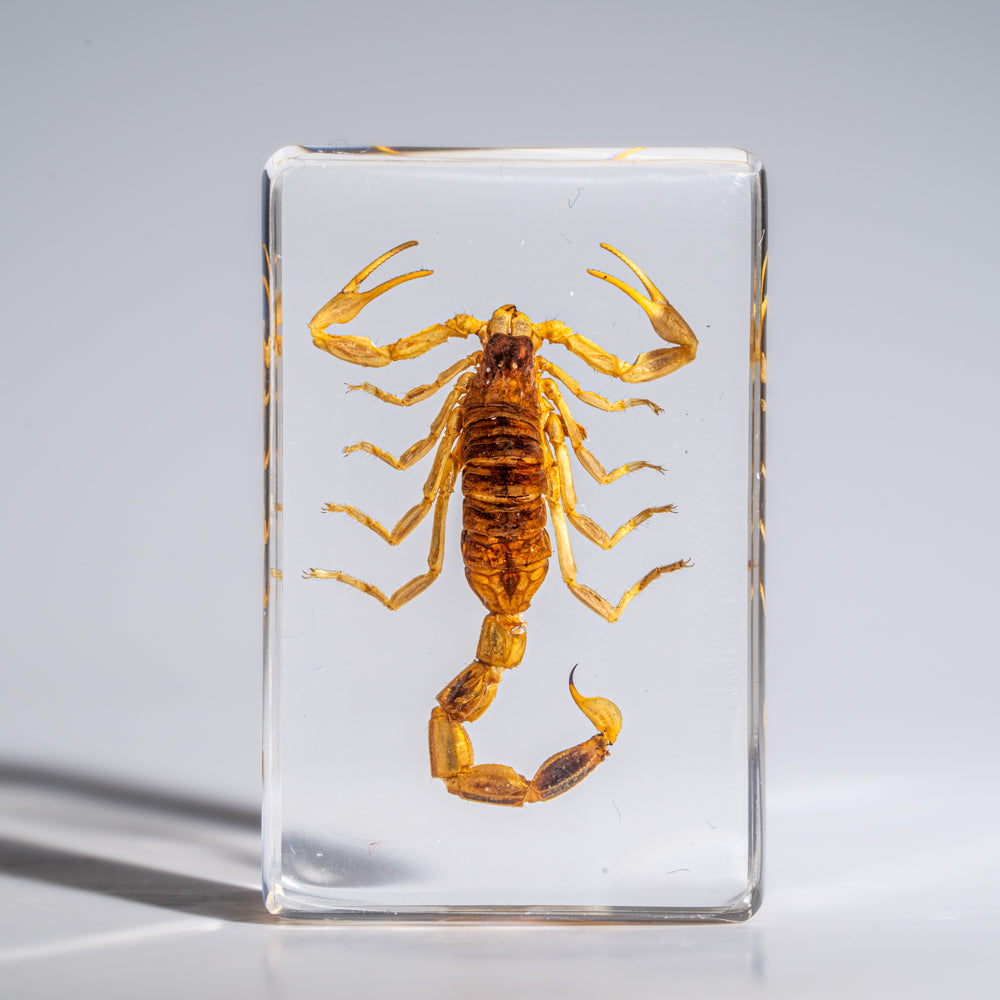 Small Genuine Golden Scorpion in Lucite