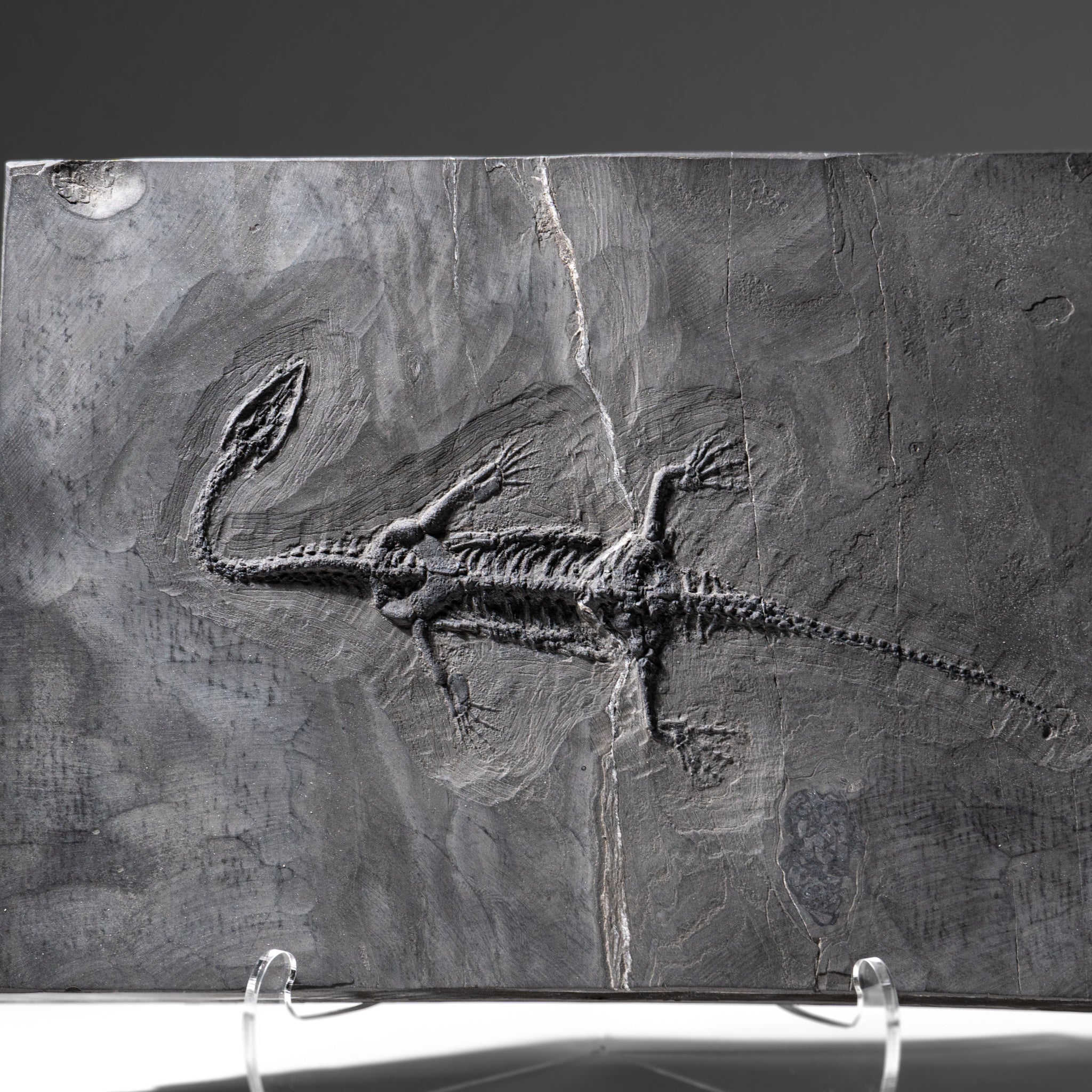 Genuine Fossilized Keichousaurus in Matrix (4 lbs)