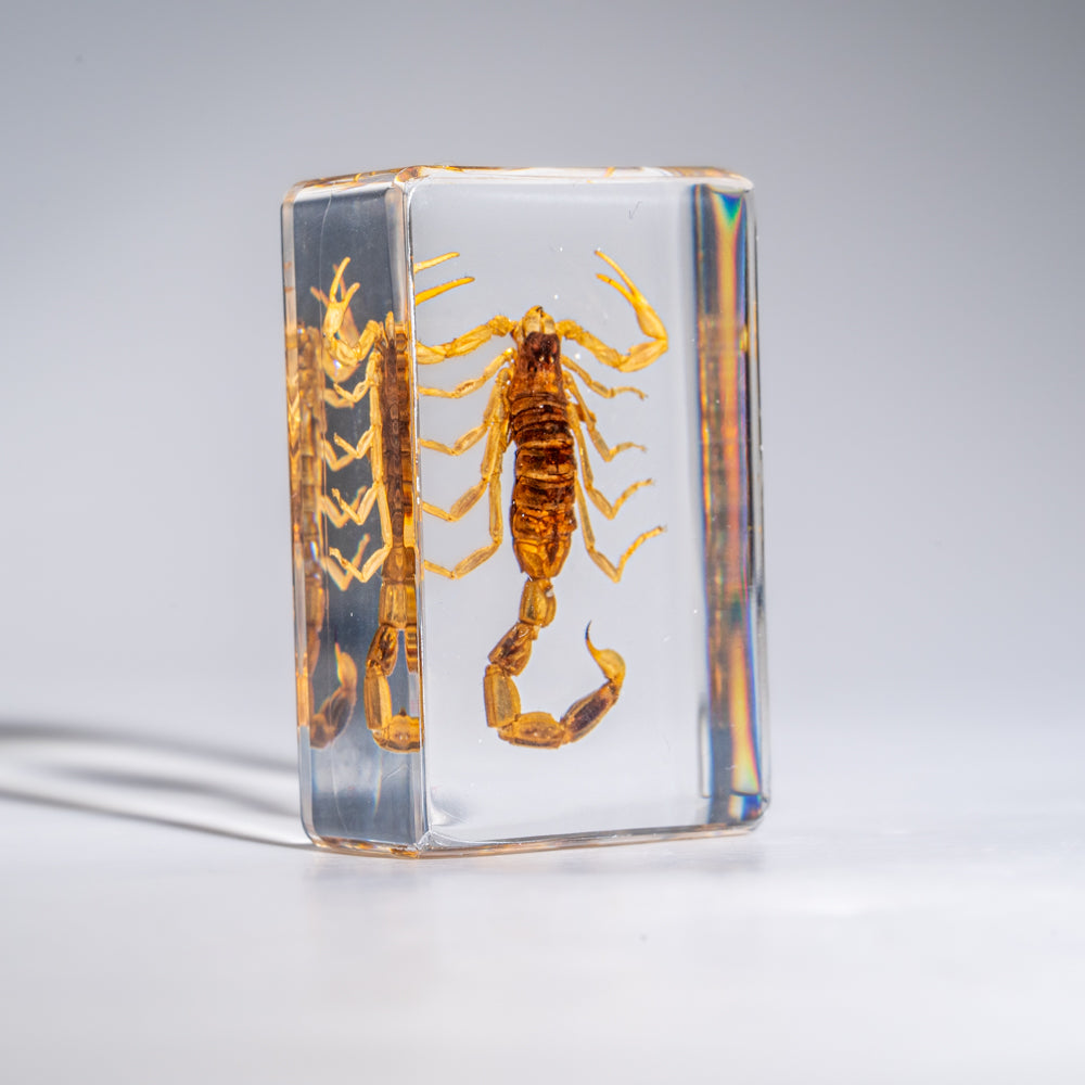 Small Genuine Golden Scorpion in Lucite