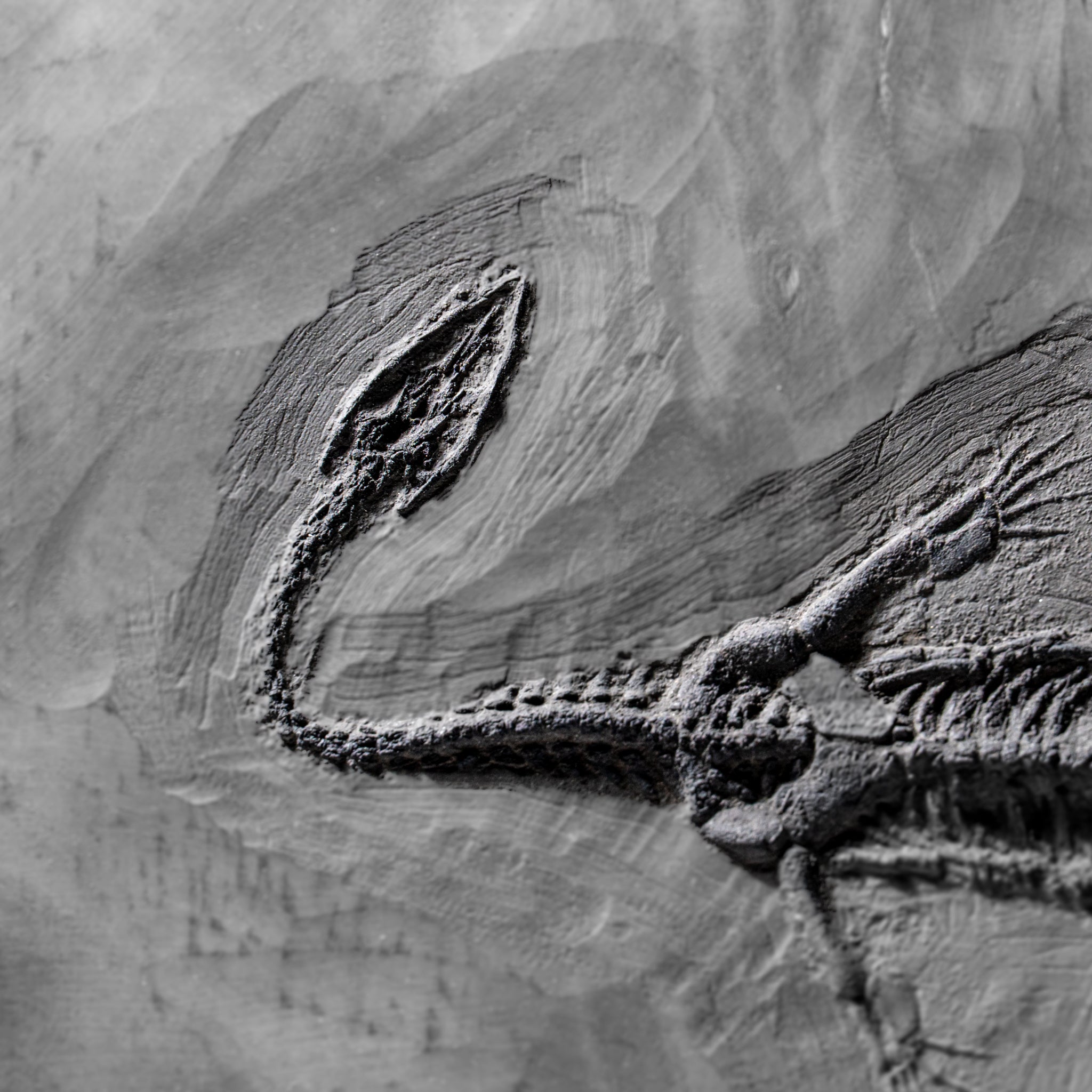 Genuine Fossilized Keichousaurus in Matrix (4 lbs)