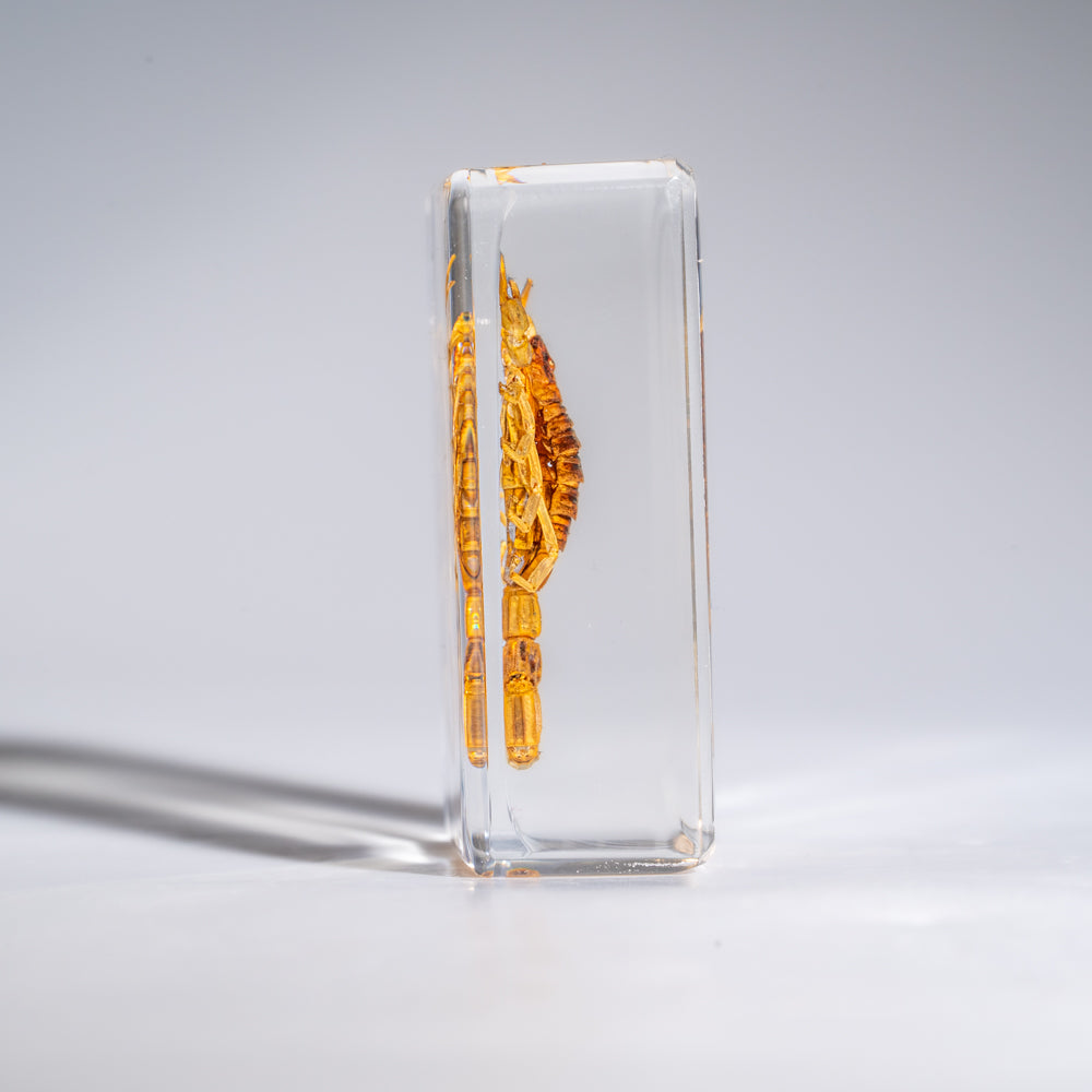 Small Genuine Golden Scorpion in Lucite