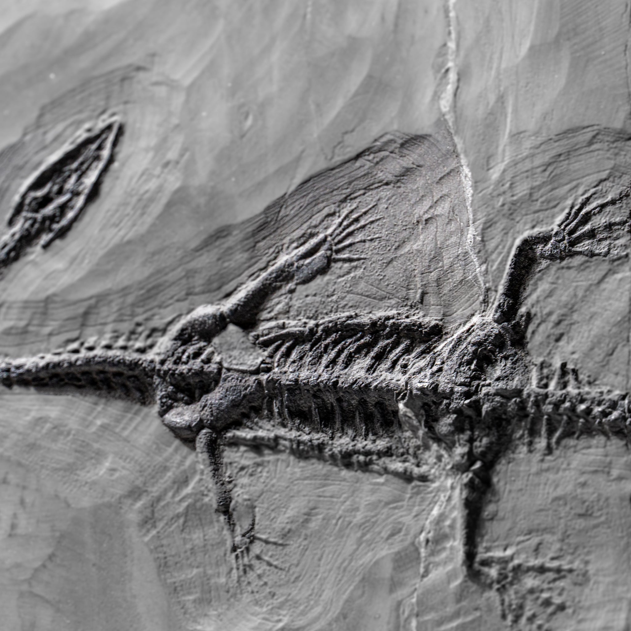 Genuine Fossilized Keichousaurus in Matrix (4 lbs)