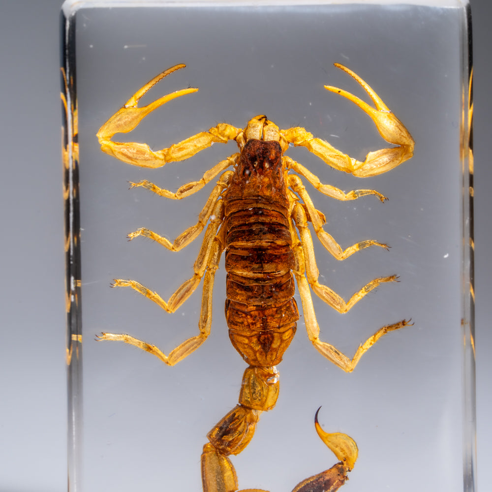 Small Genuine Golden Scorpion in Lucite