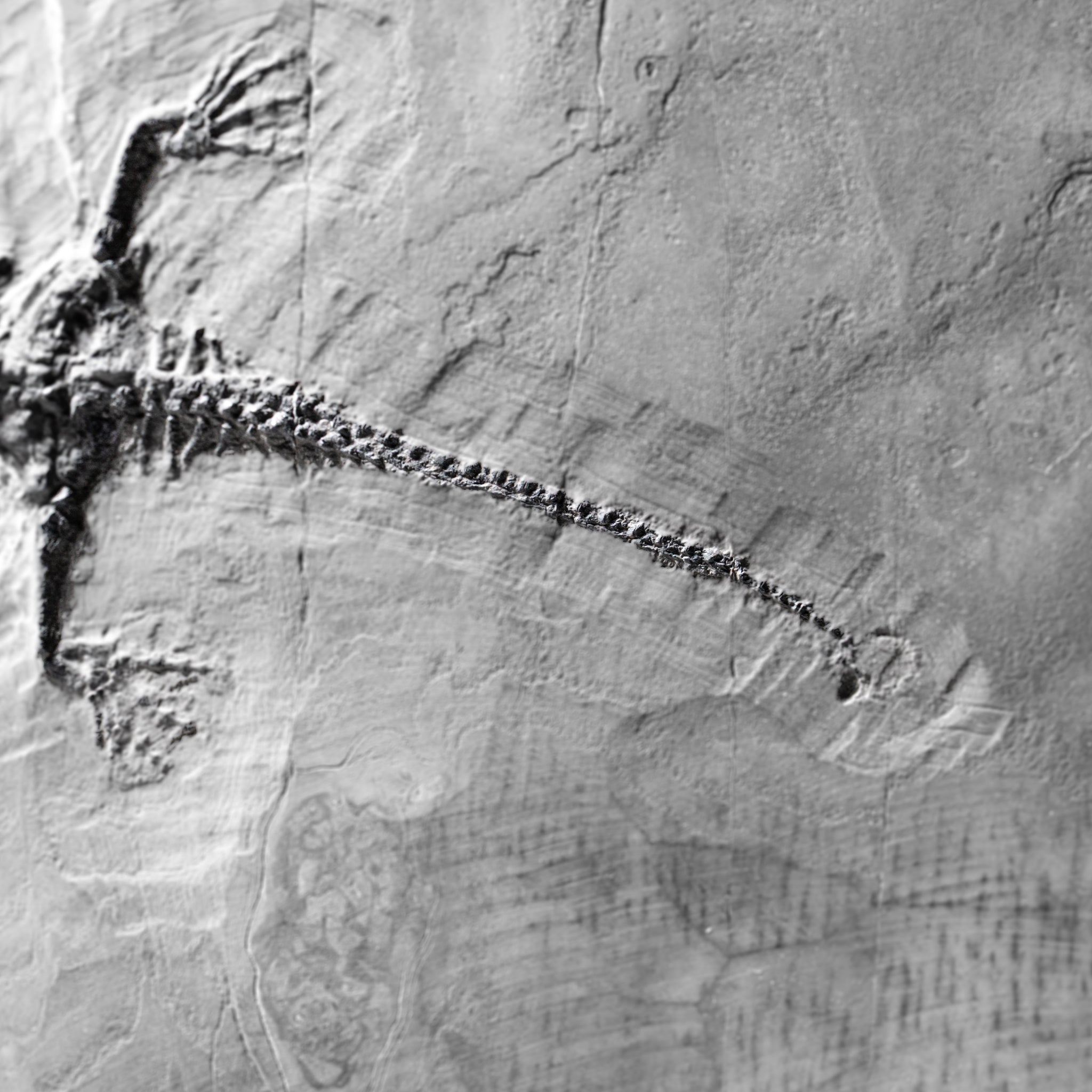 Genuine Fossilized Keichousaurus in Matrix (4 lbs)