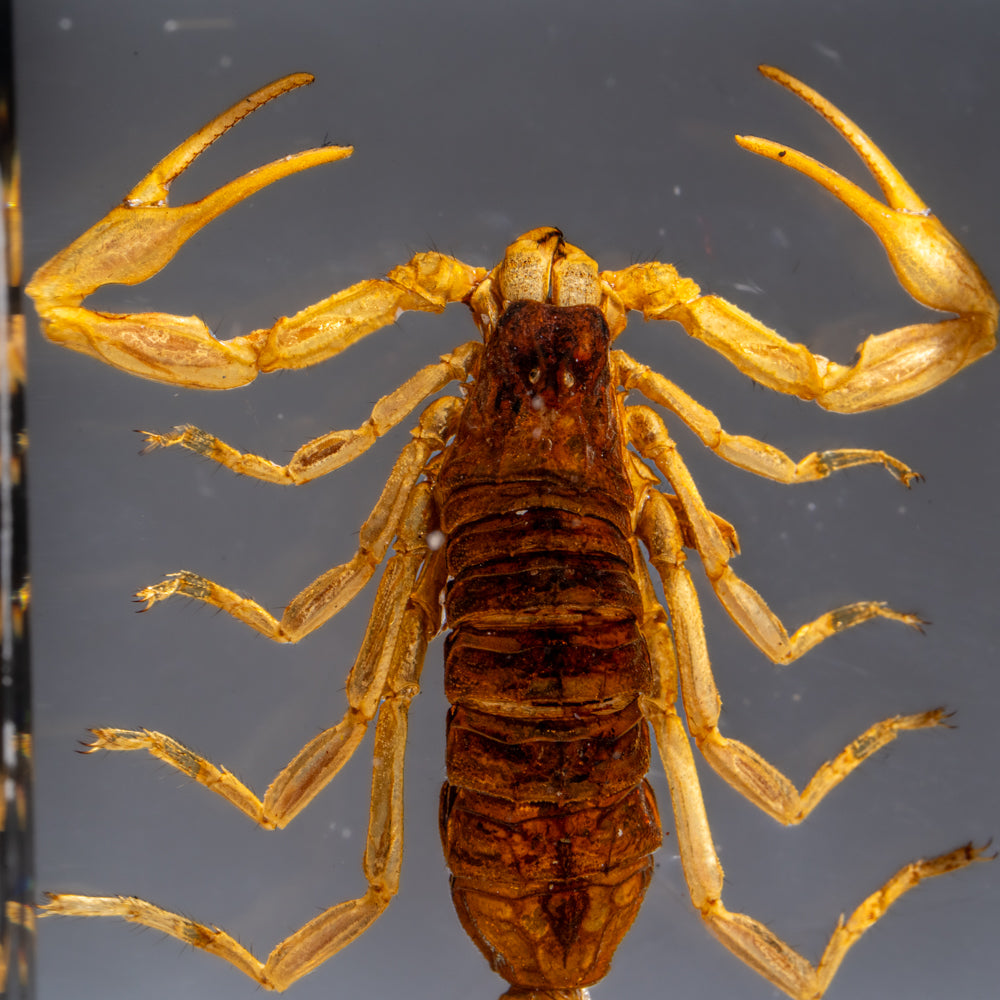 Small Genuine Golden Scorpion in Lucite