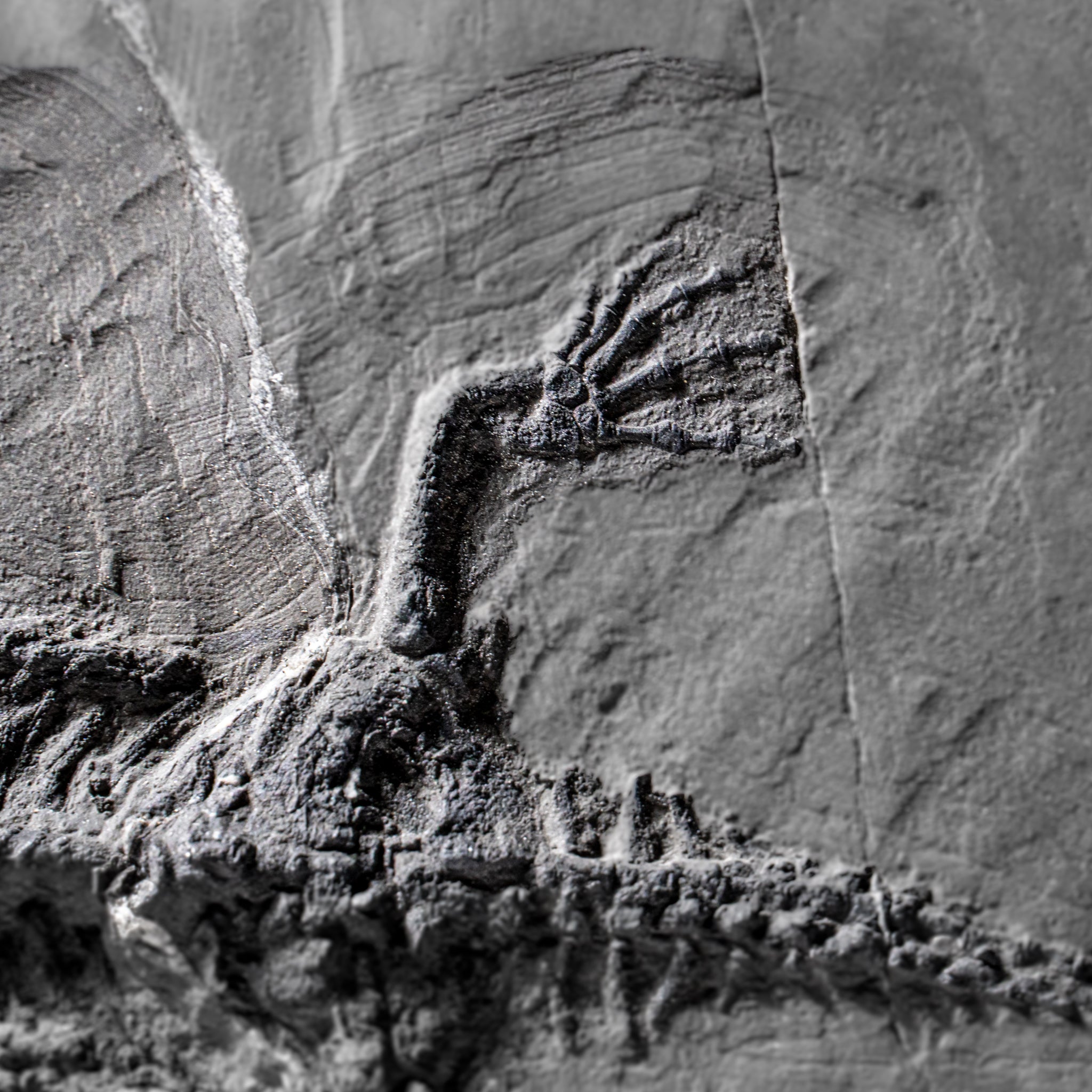 Genuine Fossilized Keichousaurus in Matrix (4 lbs)