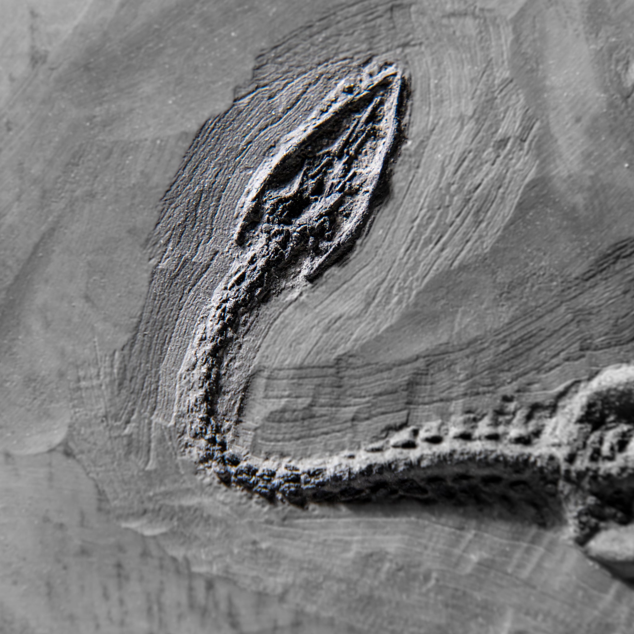 Genuine Fossilized Keichousaurus in Matrix (4 lbs)