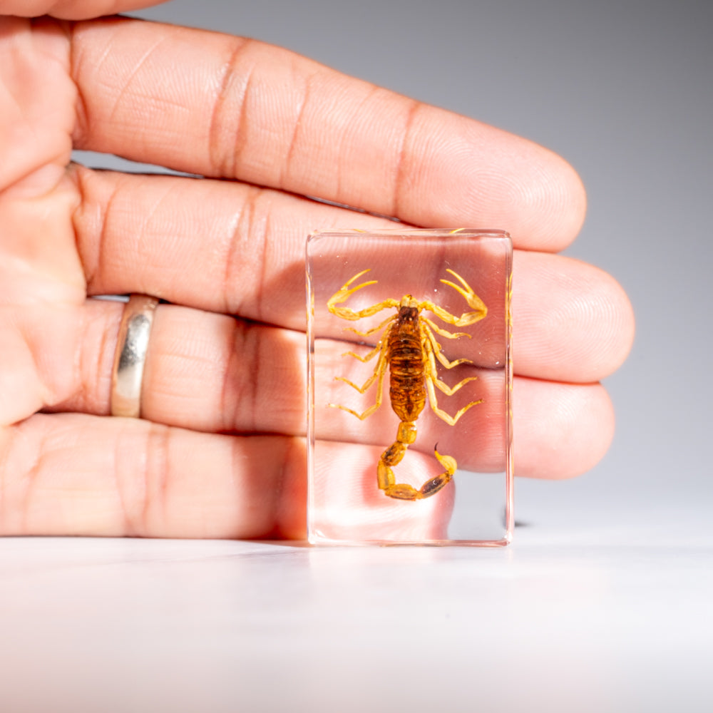 Small Genuine Golden Scorpion in Lucite