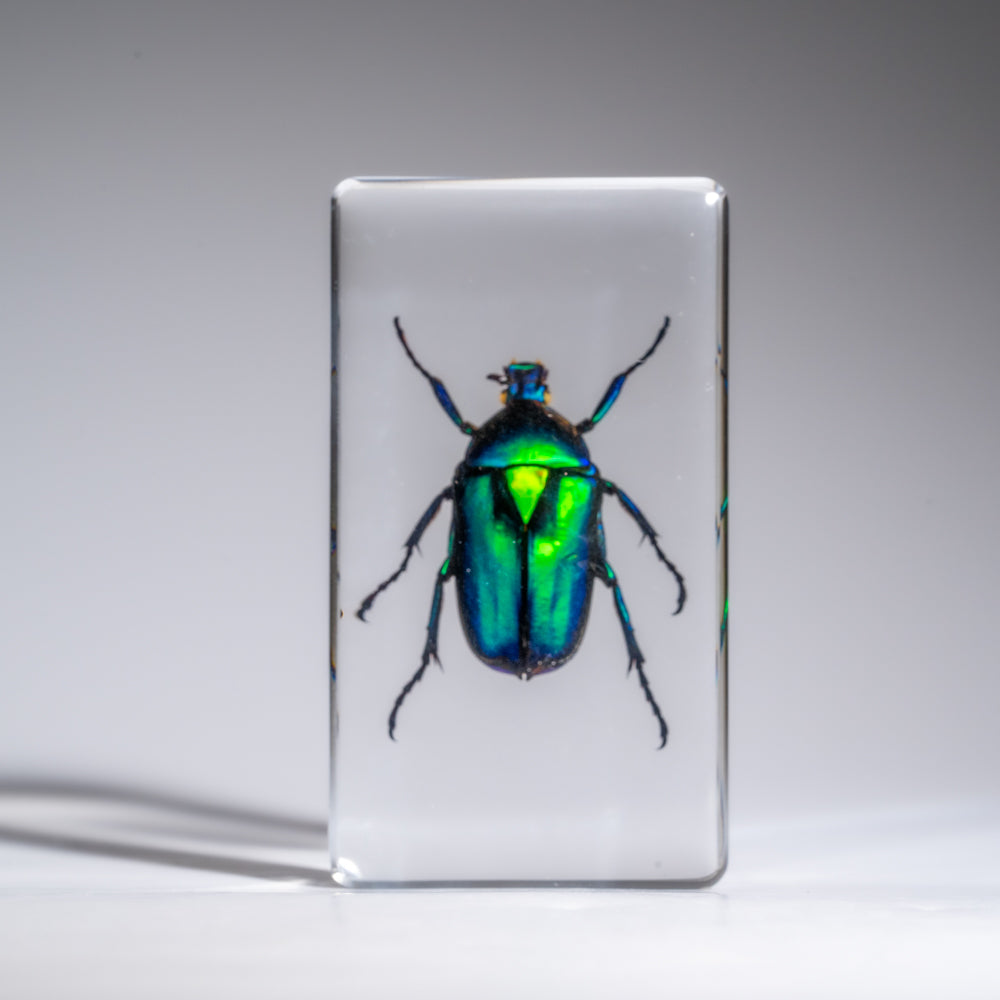 Genuine Green Chafer Beetle in Medium Lucite