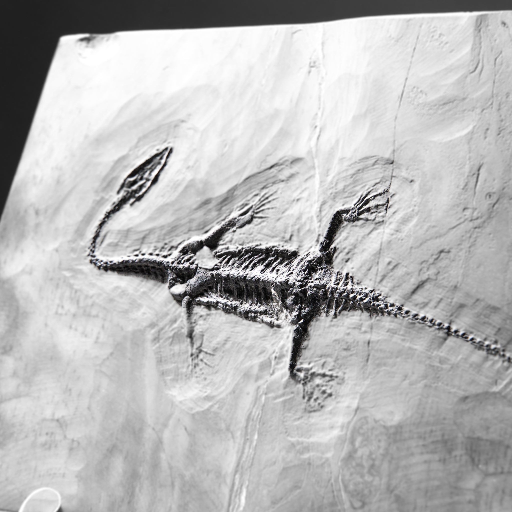 Genuine Fossilized Keichousaurus in Matrix (4 lbs)