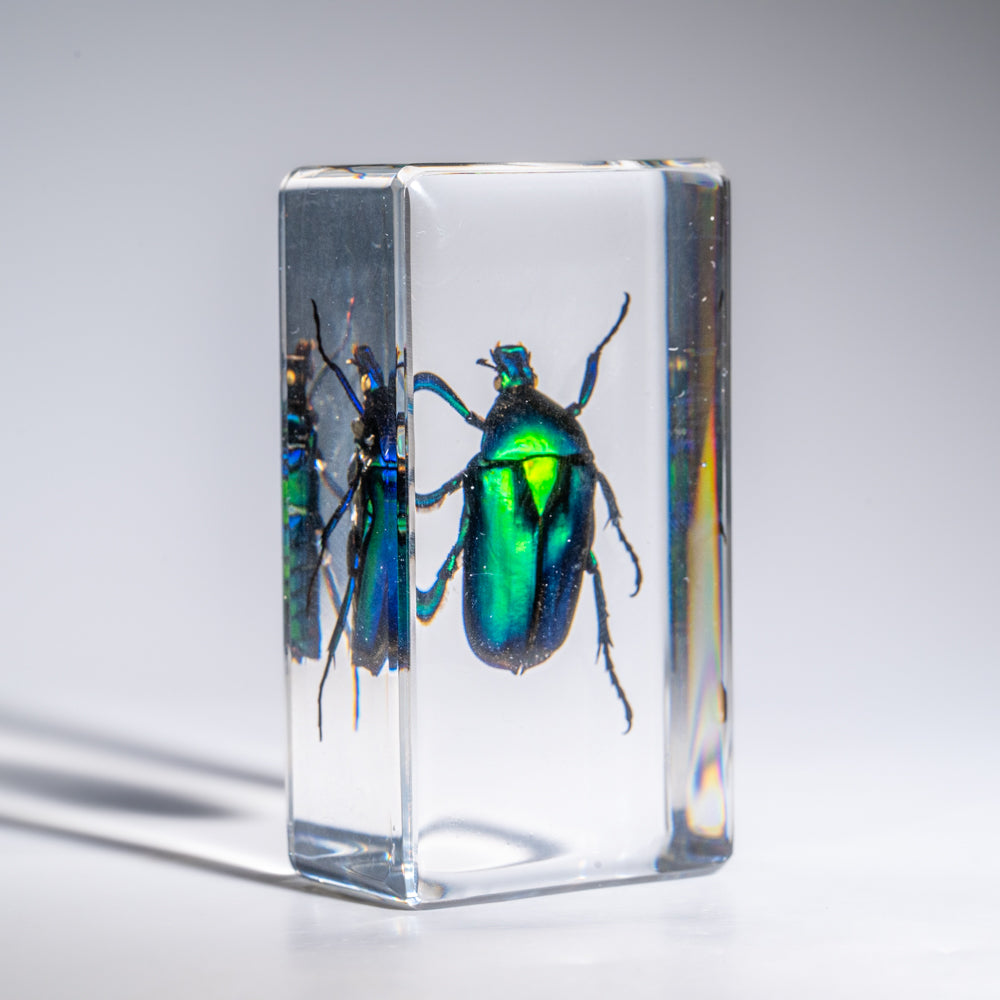 Genuine Green Chafer Beetle in Medium Lucite