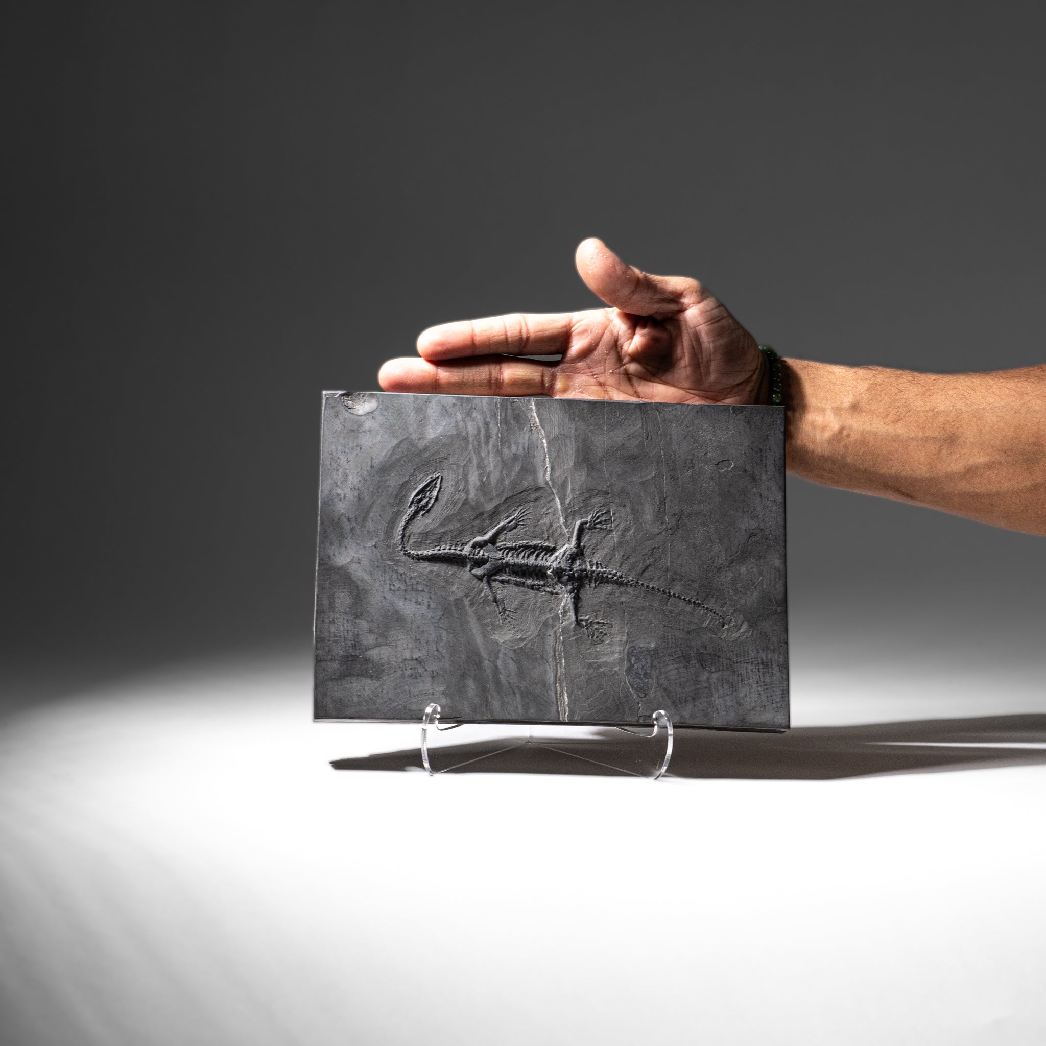 Genuine Fossilized Keichousaurus in Matrix (4 lbs)