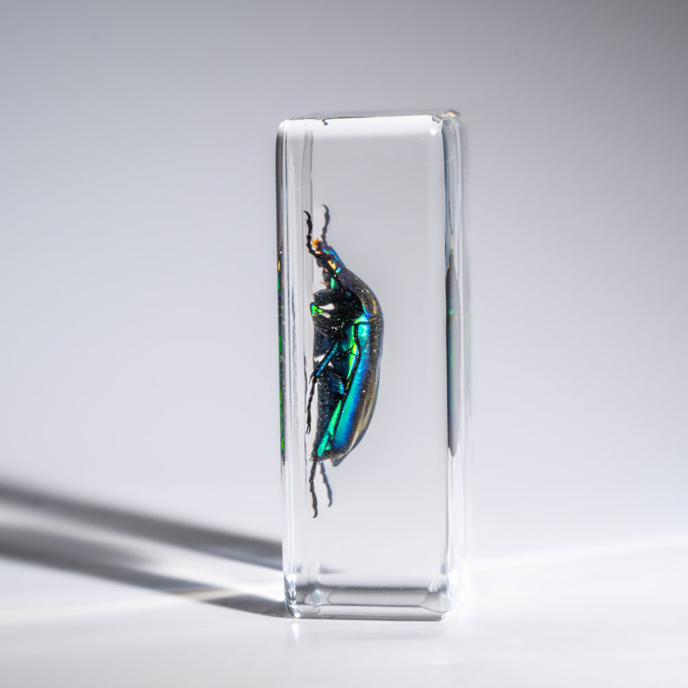 Genuine Green Chafer Beetle in Medium Lucite