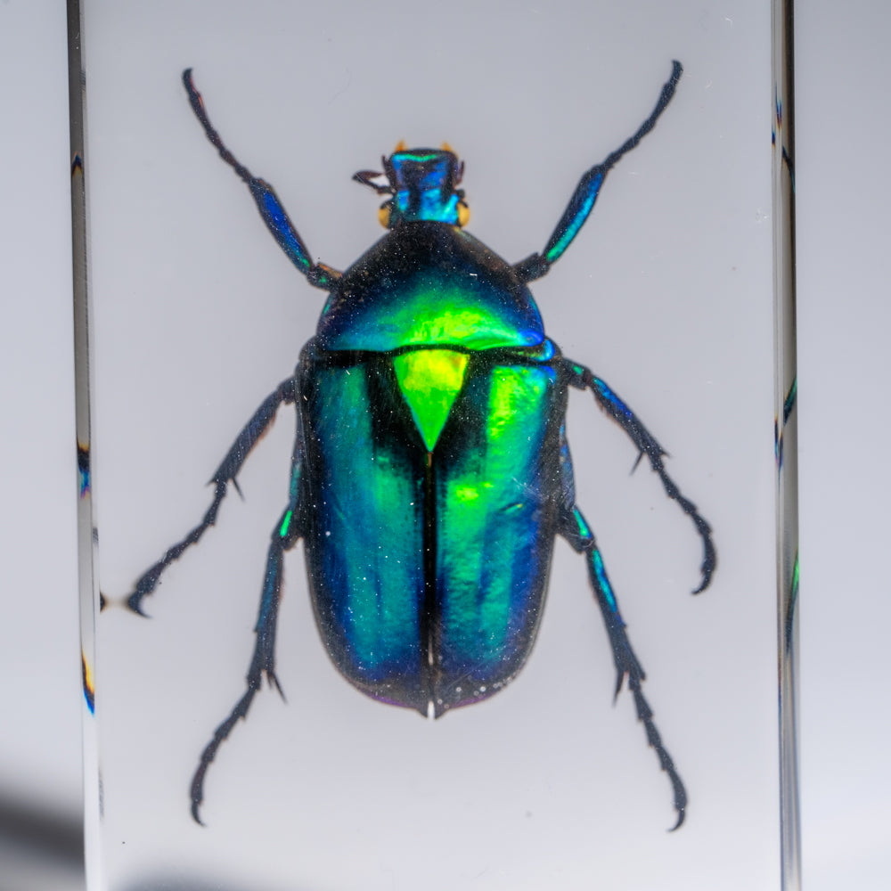 Genuine Green Chafer Beetle in Medium Lucite