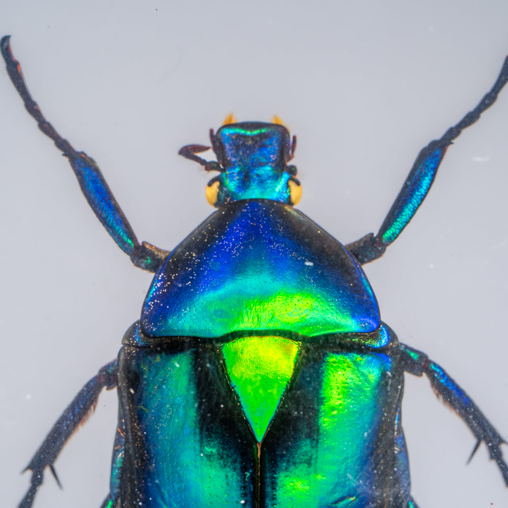 Genuine Green Chafer Beetle in Medium Lucite