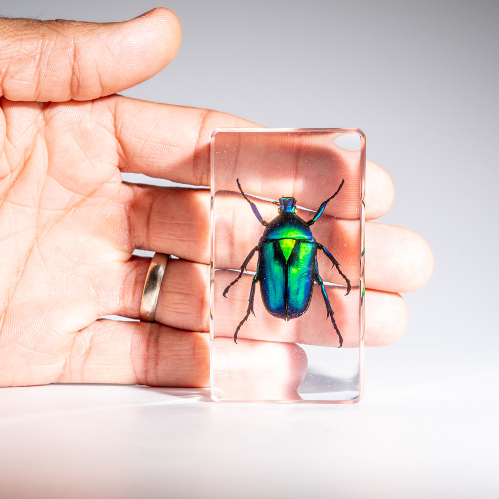 Genuine Green Chafer Beetle in Medium Lucite