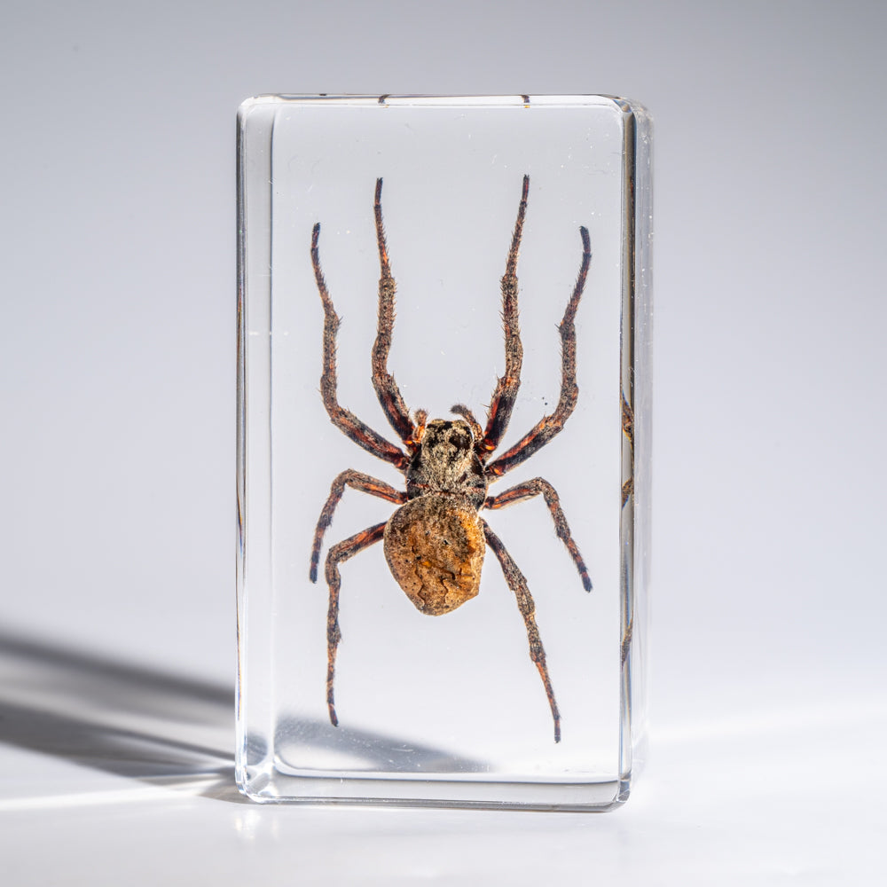 Genuine Medium Spider in Lucite